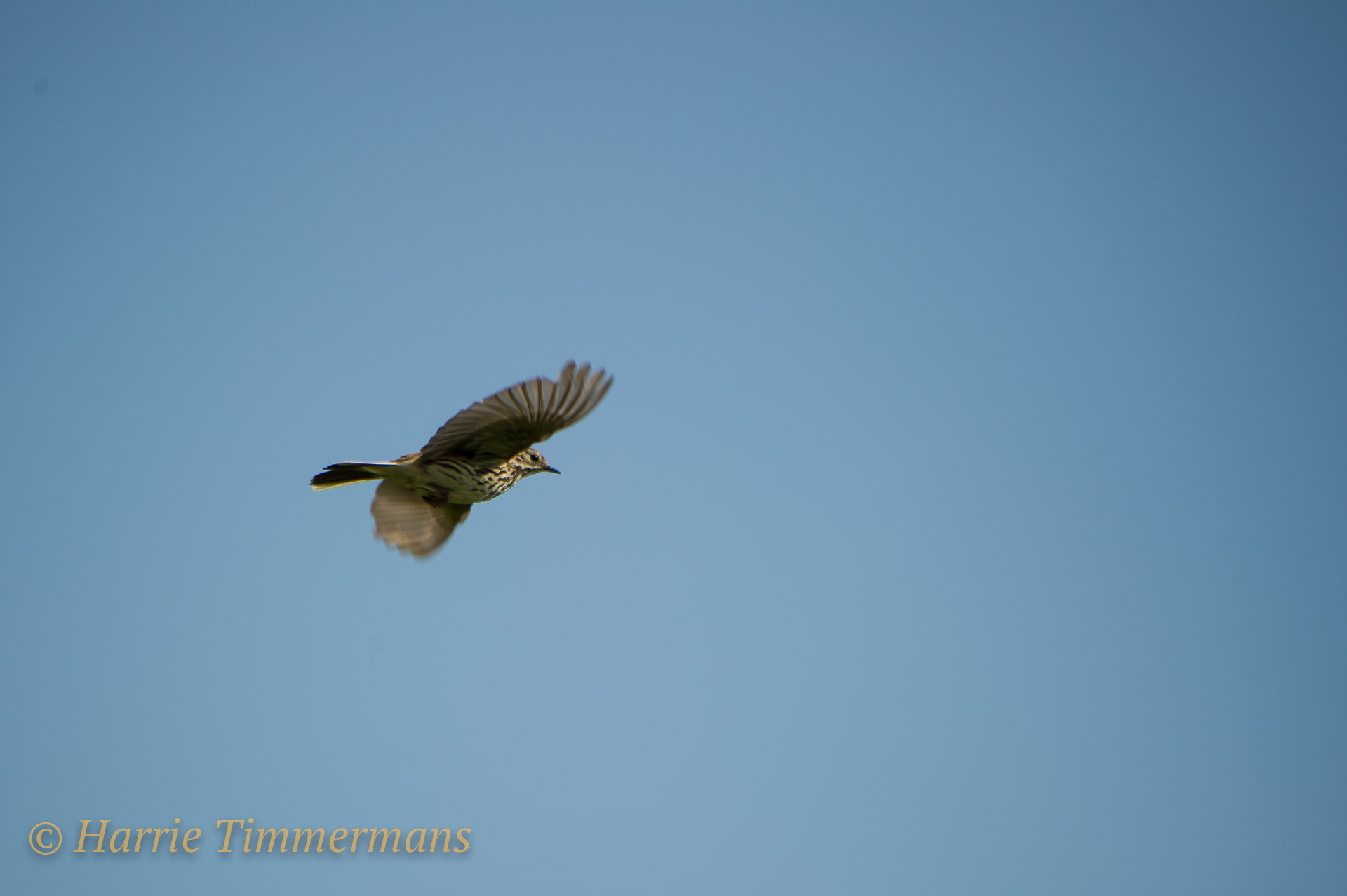 Nikon D3S sample photo. Hti_1635.jpg photography