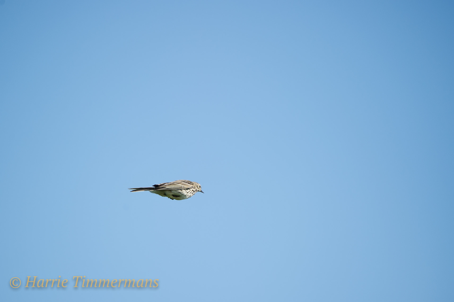 Nikon D3S sample photo. Hti_1638.jpg photography