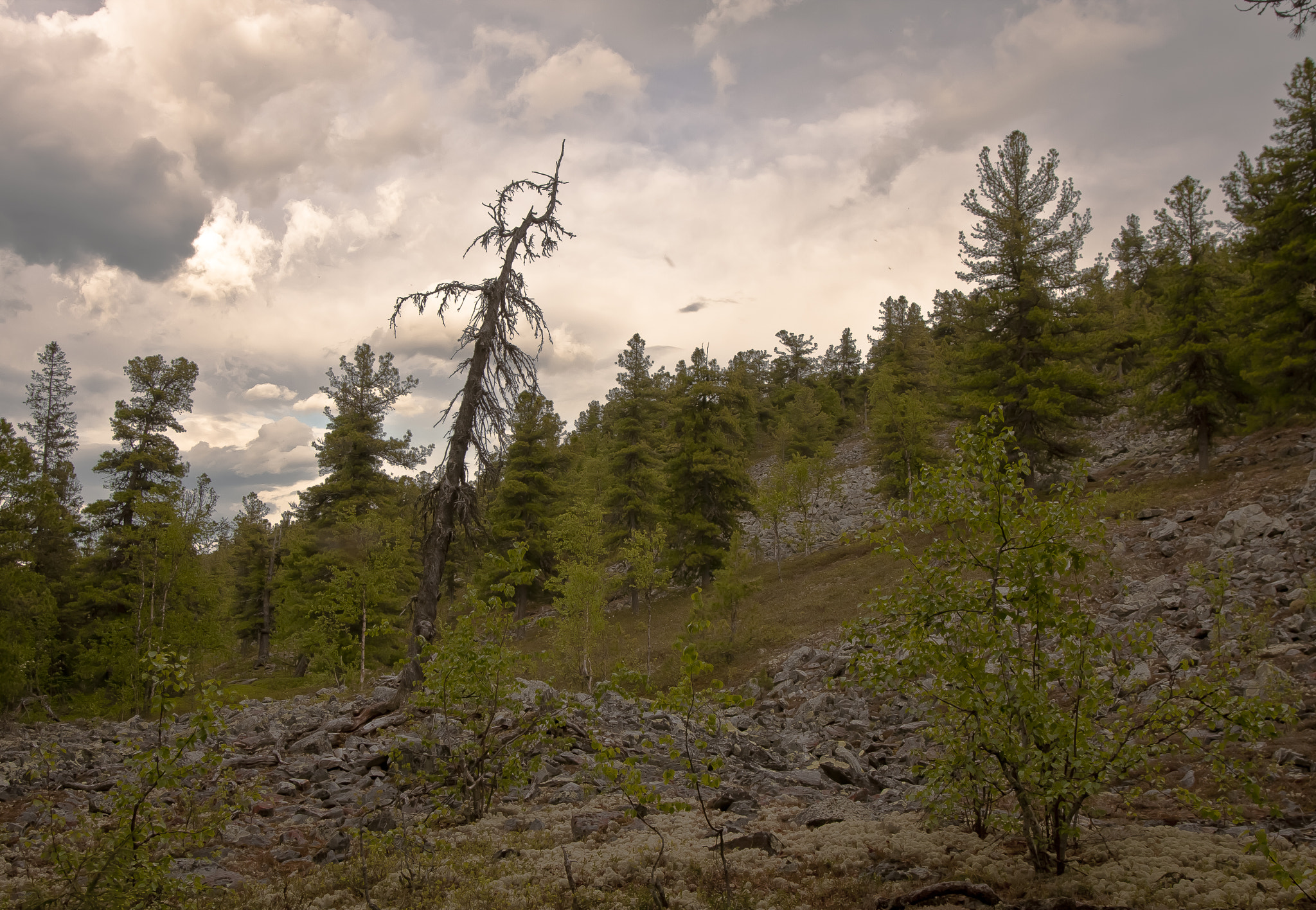 Canon EOS 40D + Sigma 20mm EX f/1.8 sample photo. Old taiga photography