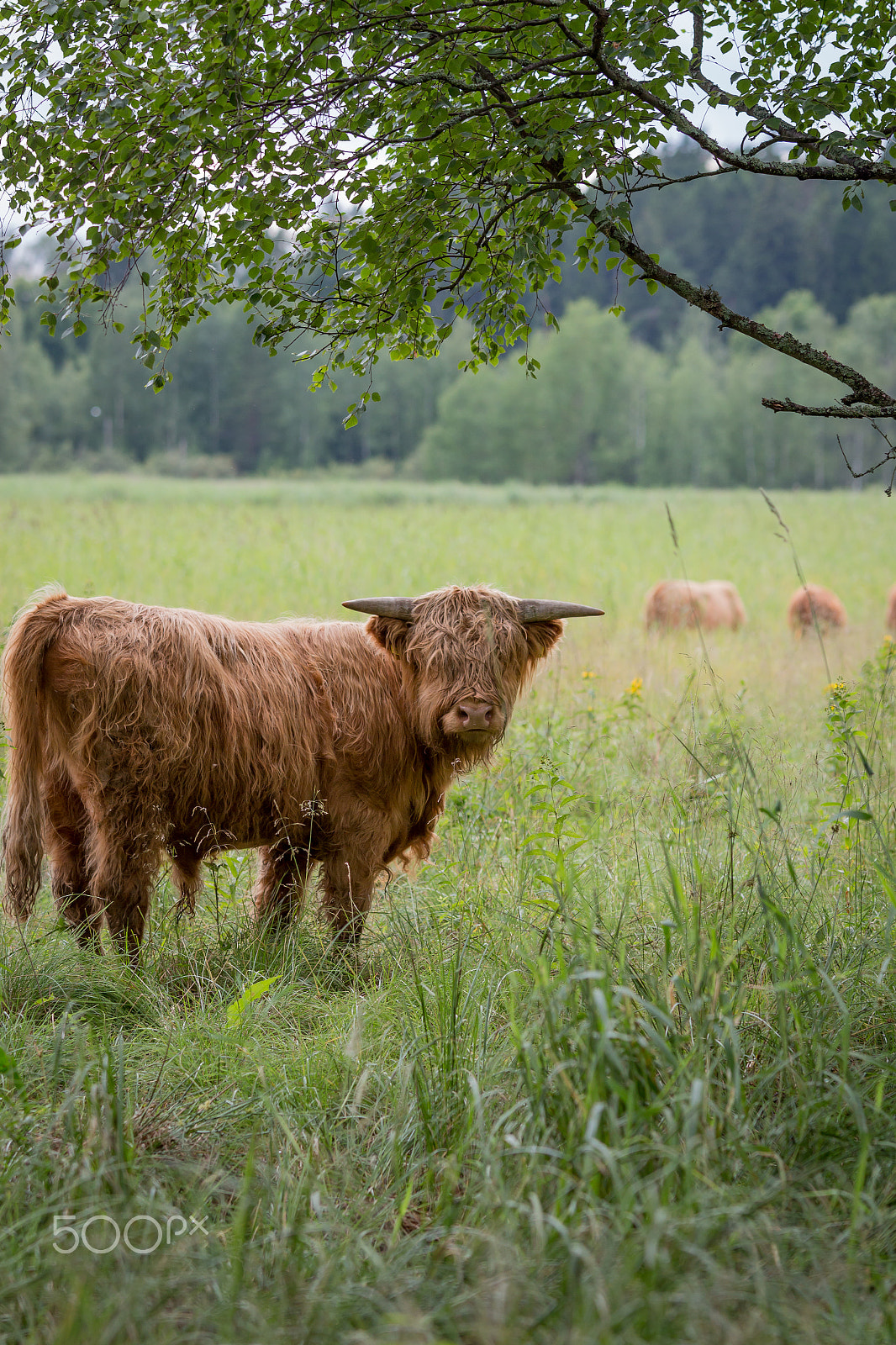 Canon EOS 700D (EOS Rebel T5i / EOS Kiss X7i) + Sigma 70-200mm F2.8 EX DG OS HSM sample photo. Highland cattle photography