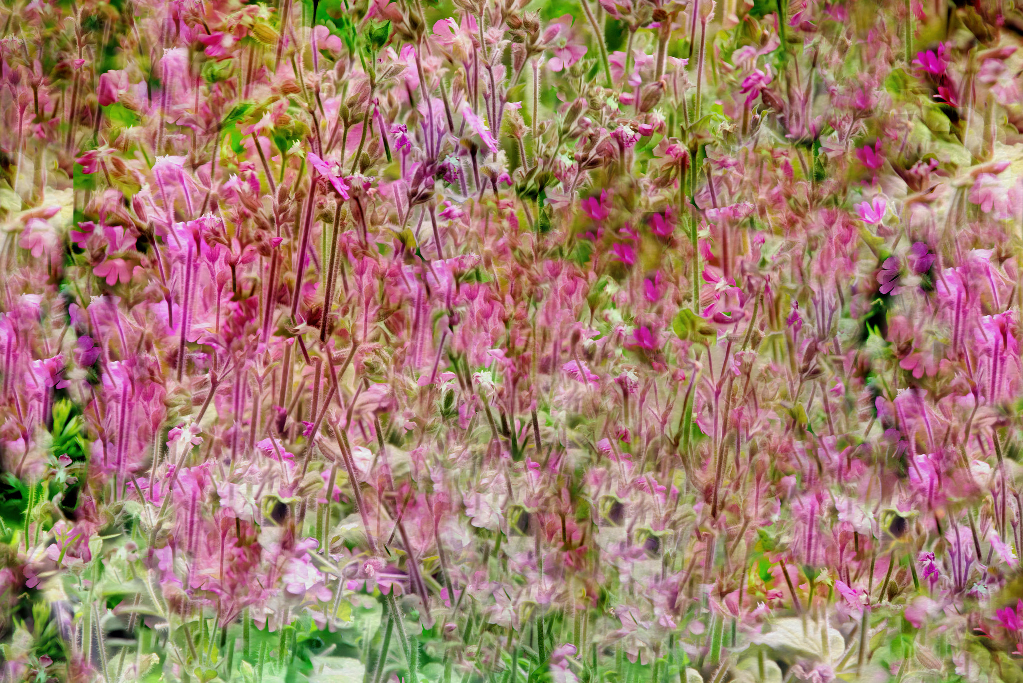 Canon EOS 650D (EOS Rebel T4i / EOS Kiss X6i) sample photo. Wild flower fields forever photography