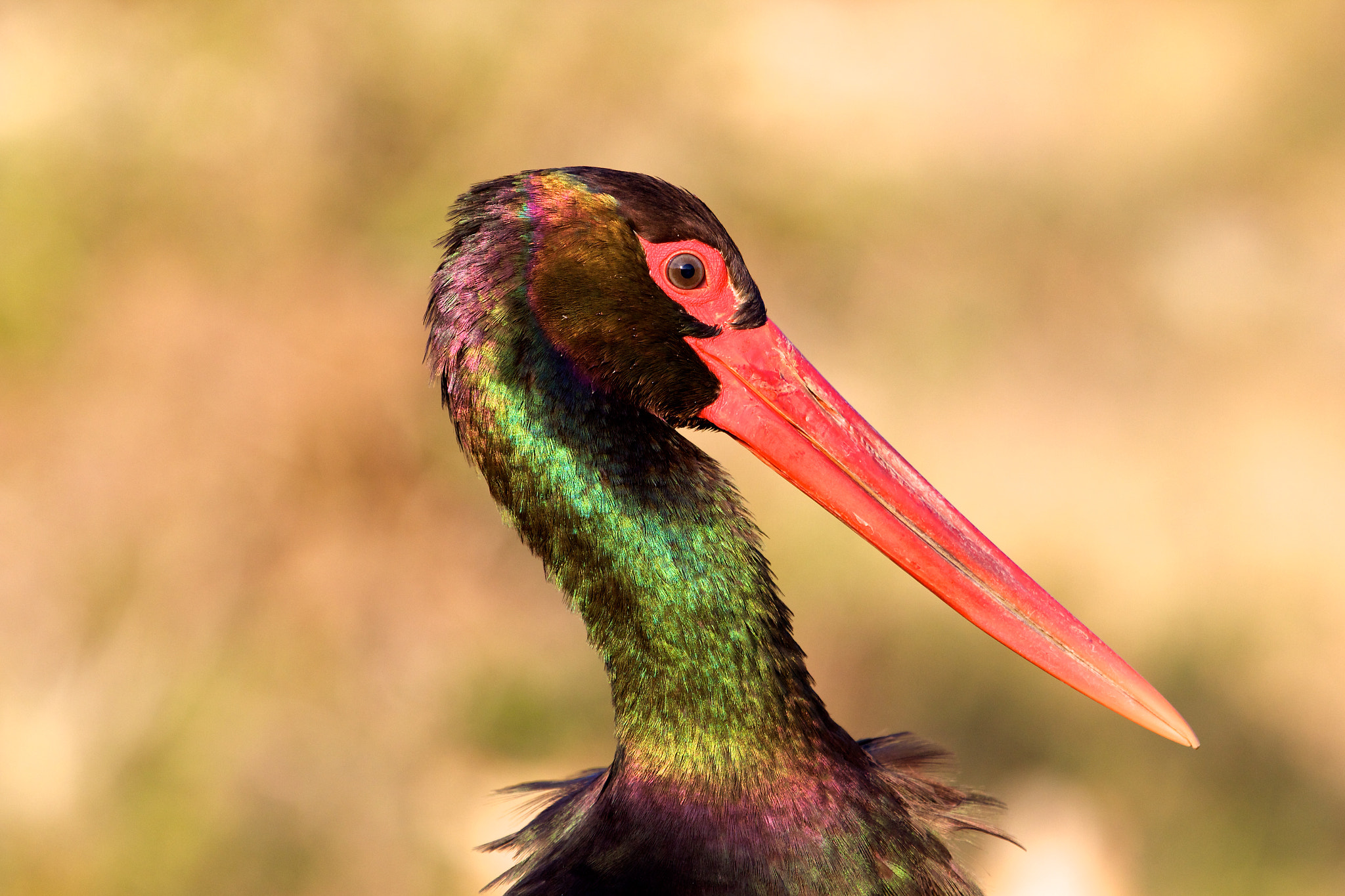 Canon EF 100-400mm F4.5-5.6L IS USM sample photo. African openbill photography