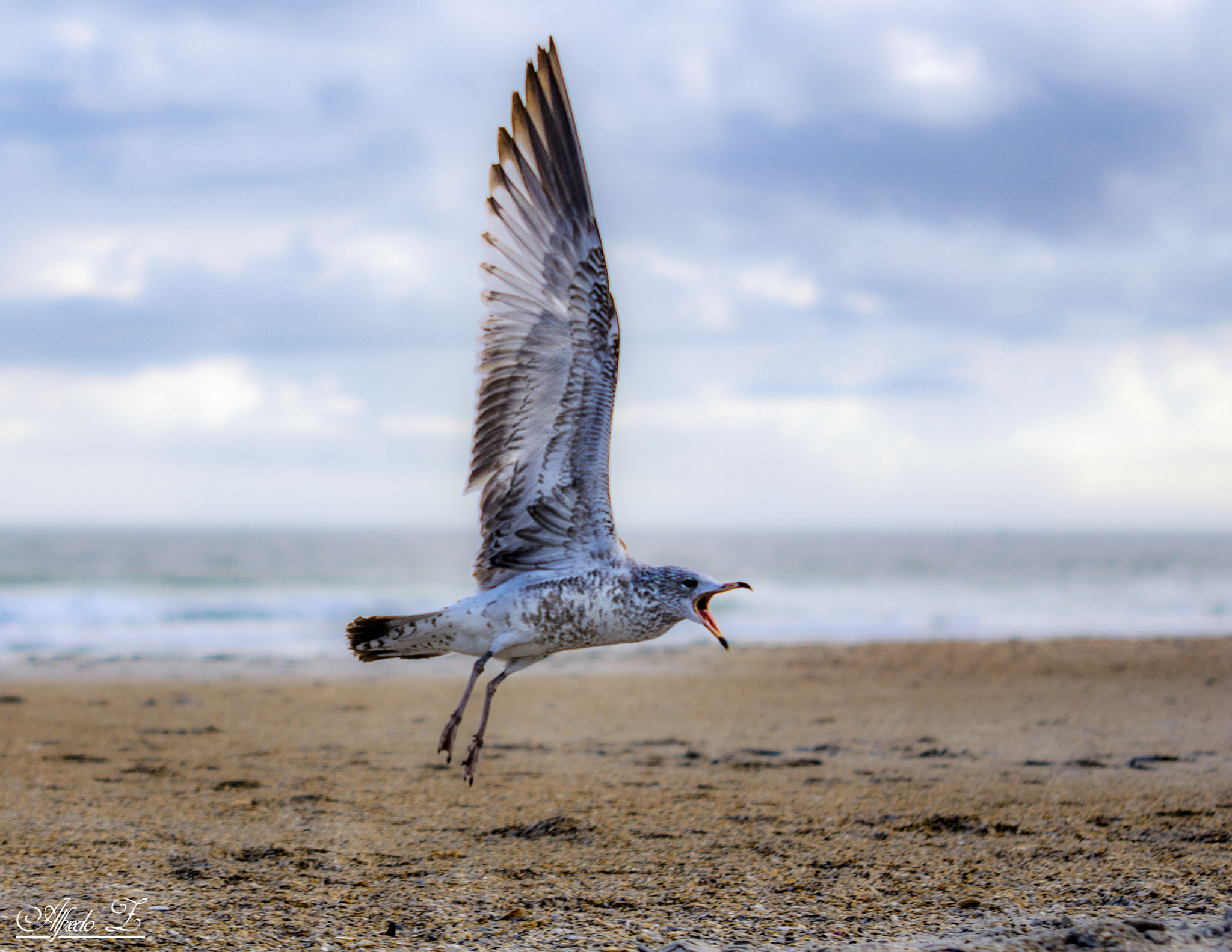 Sigma 70-200mm F2.8 EX DG Macro HSM II sample photo. Angry seagull photography