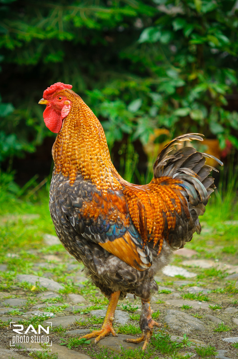 Nikon AF-S Micro-Nikkor 60mm F2.8G ED sample photo. Rooster photography