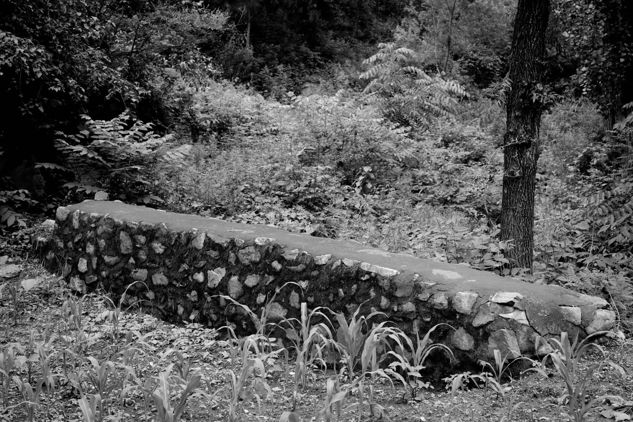 Leica APO-Summicron-M 50mm F2 ASPH sample photo. The wall photography