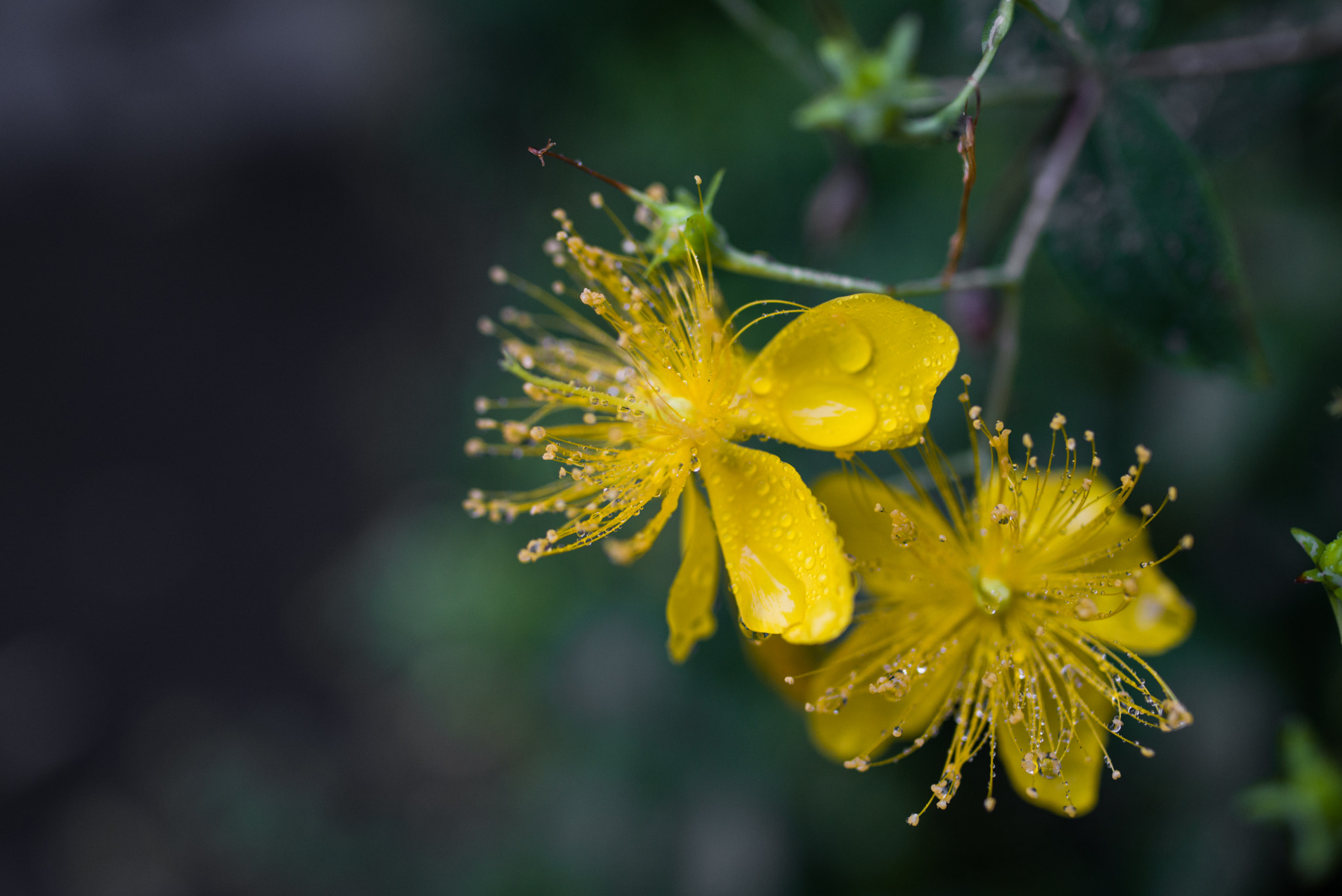 Nikon D600 + Tamron SP 35mm F1.8 Di VC USD sample photo. Two flowers photography