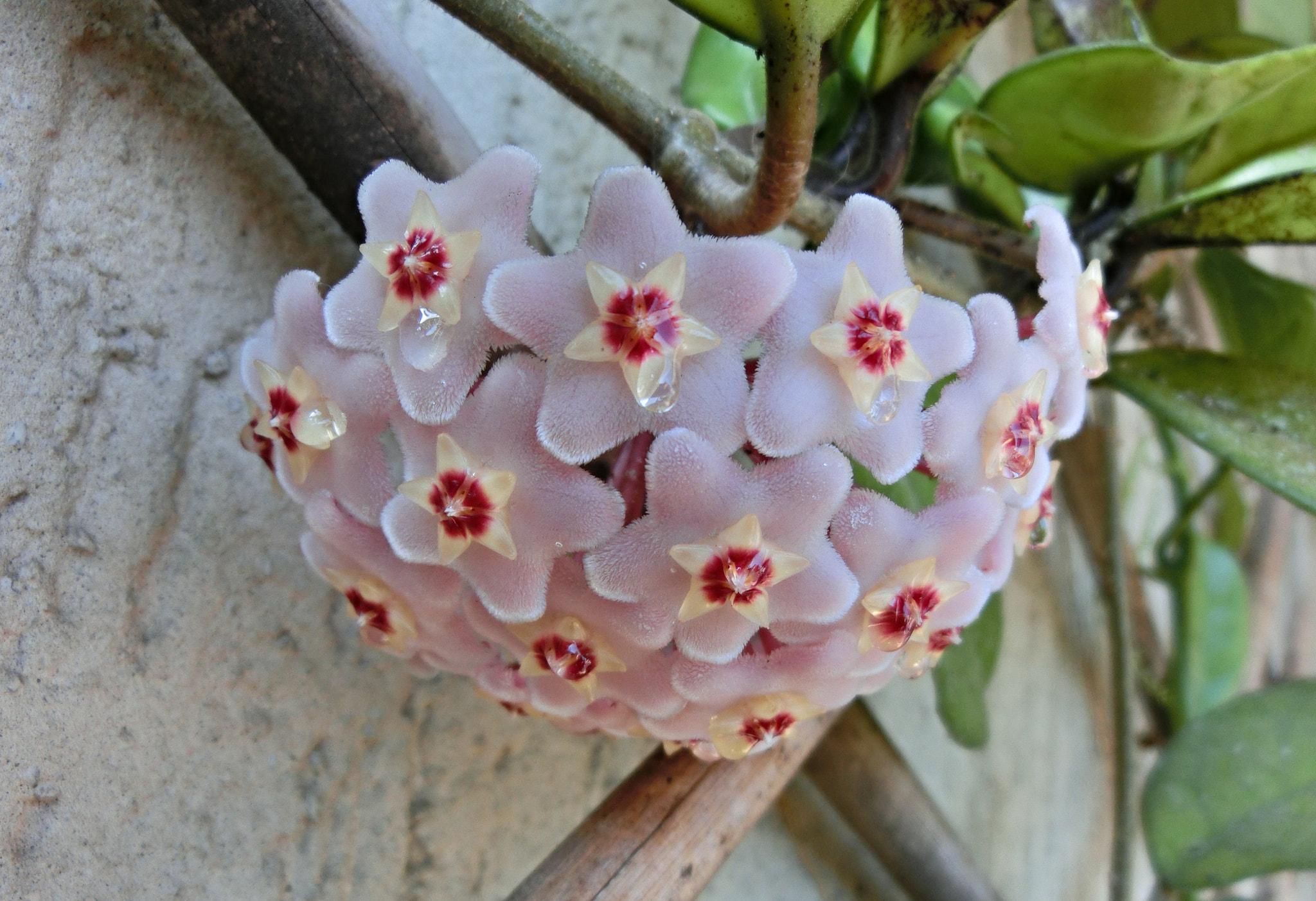CASIO EX-ZR200 sample photo. Flowers of hoya carnosa photography