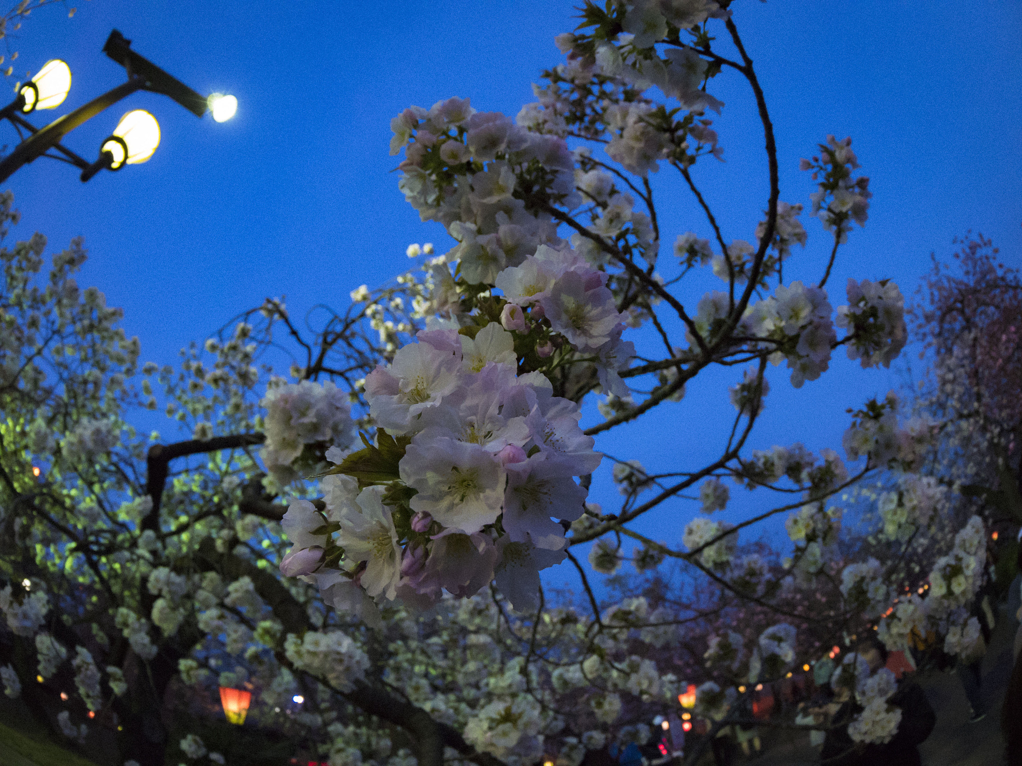 Panasonic Lumix DMC-GH4 + Canon EF 8-15mm F4L Fisheye USM sample photo. 桜_p1020621_01.jpg photography