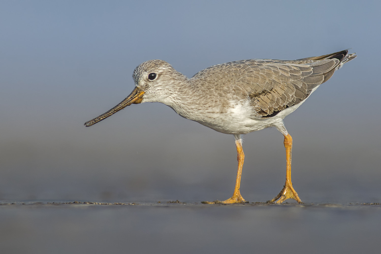Nikon AF-S Nikkor 300mm F2.8G ED VR II sample photo. Terek sandpiper photography