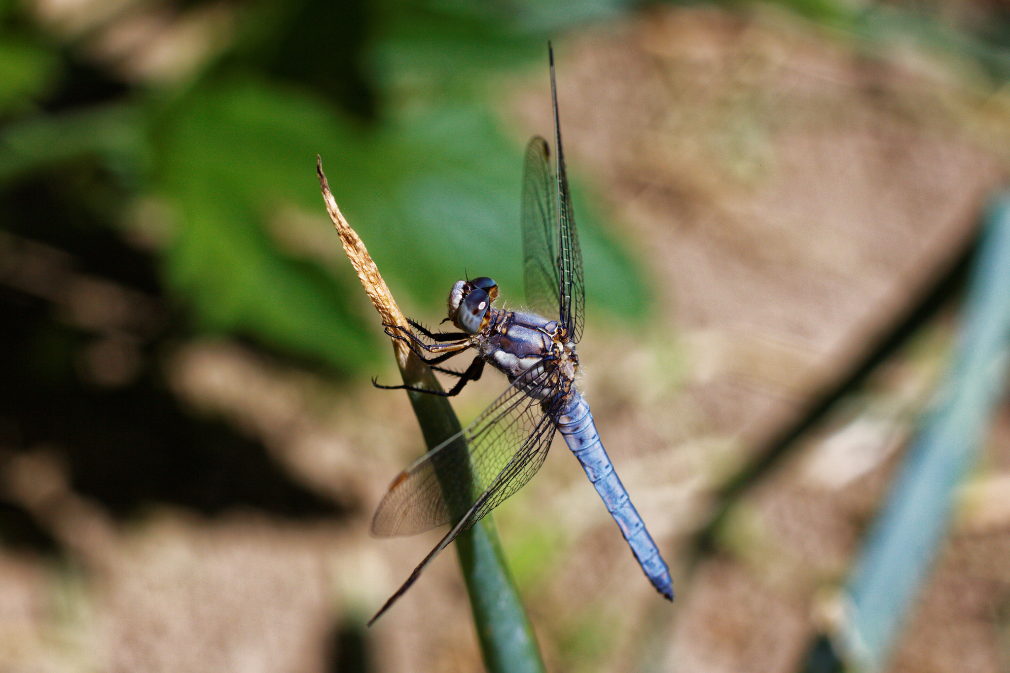 Canon EOS 50D + Canon EF 50mm F2.5 Macro sample photo. Dragonfly photography