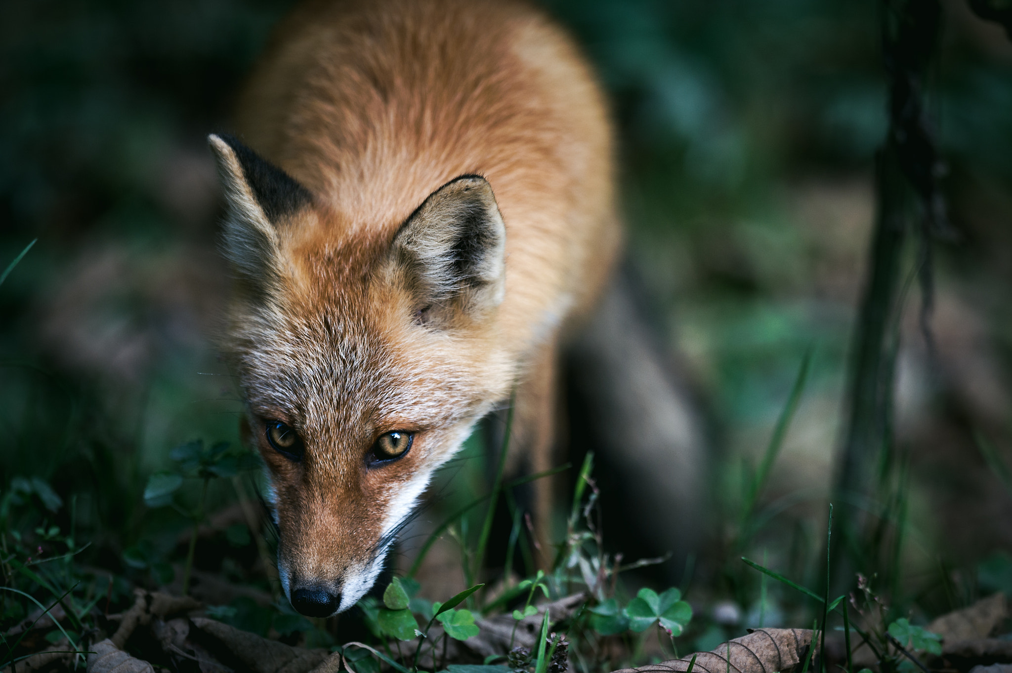 Nikon D4S + Nikon AF-S Nikkor 400mm F2.8G ED VR II sample photo. Face off photography