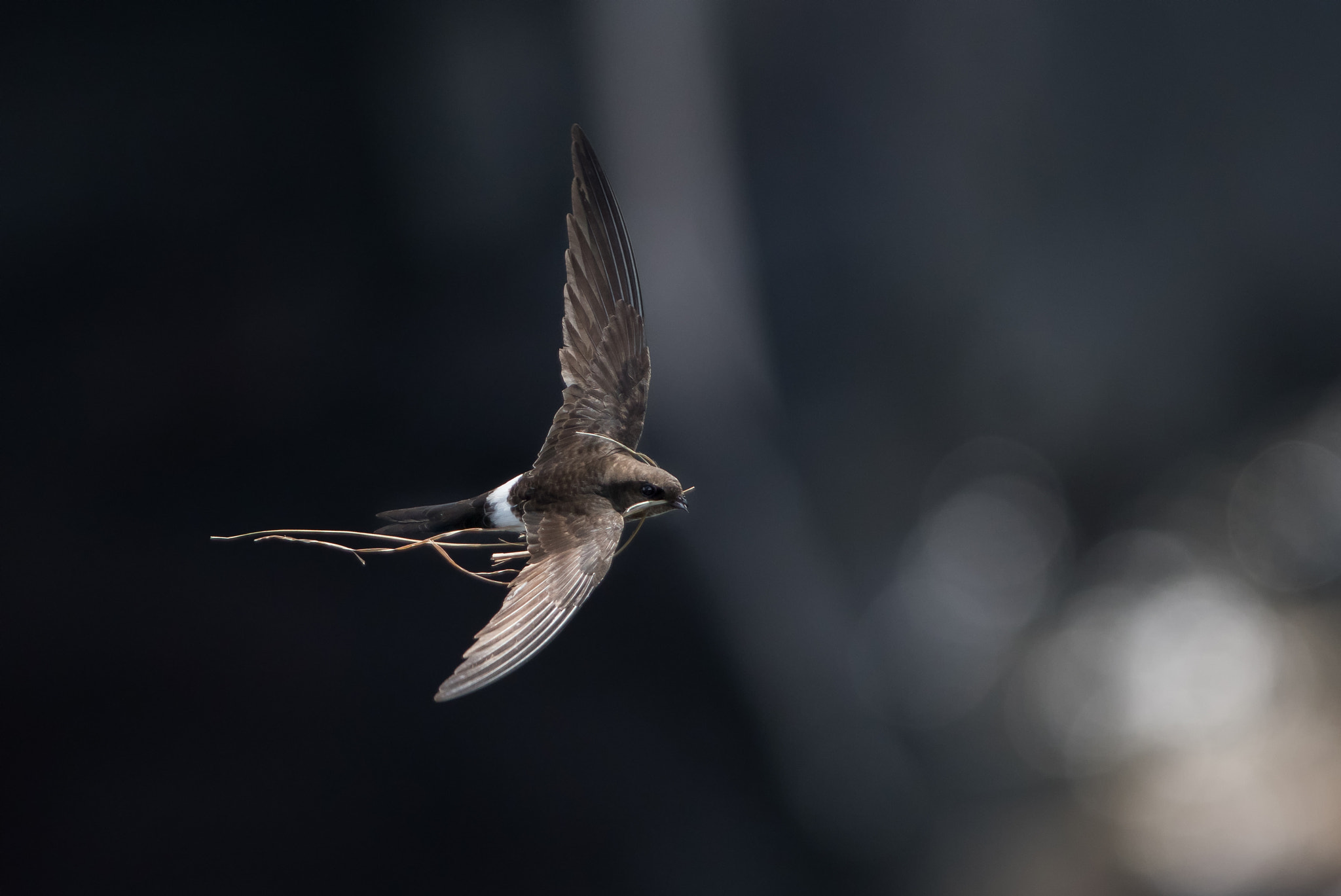 Nikon AF-S Nikkor 300mm F2.8G ED-IF VR sample photo. Swift photography