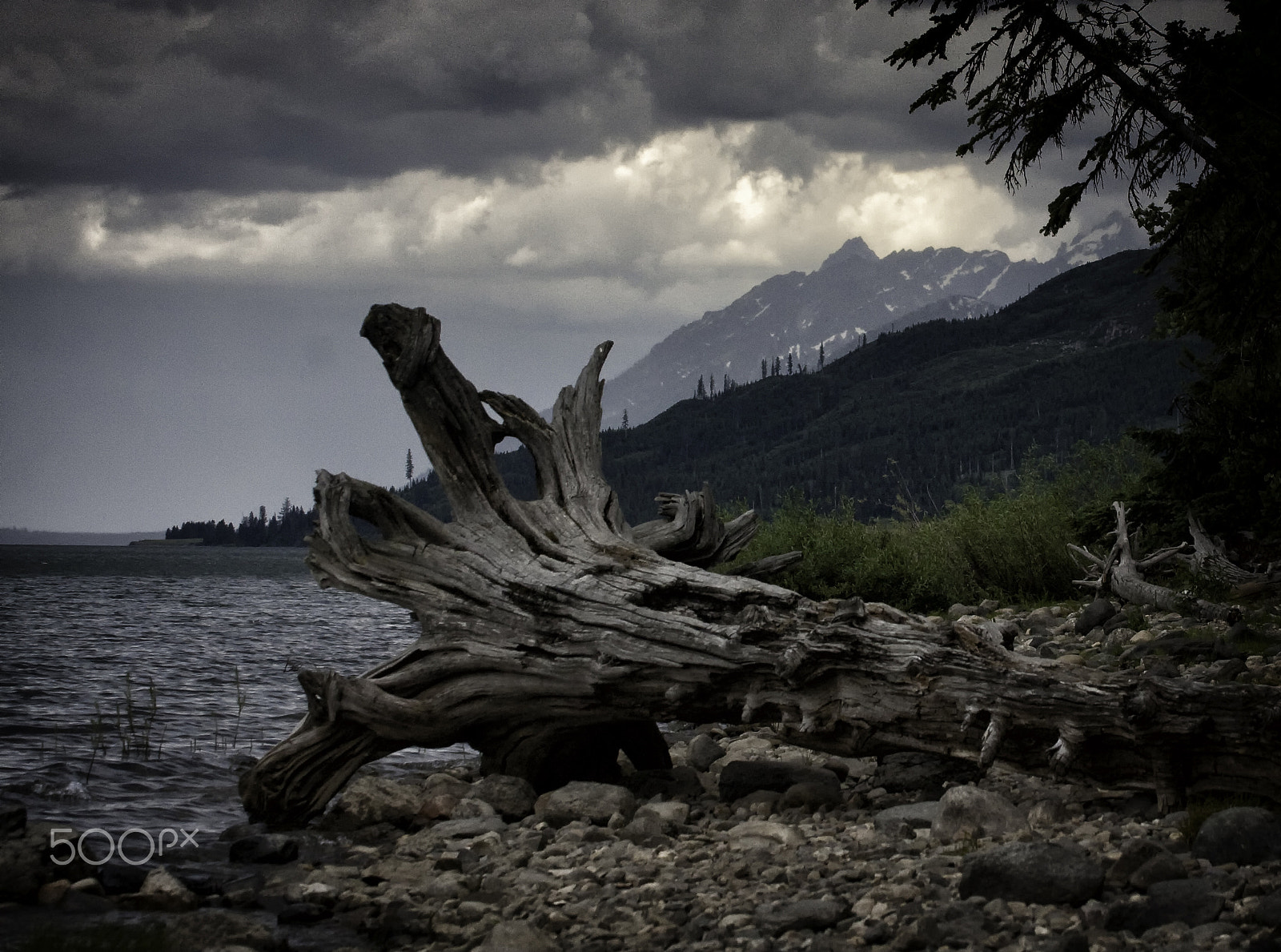 Canon EOS 40D + Canon EF 70-300mm F4.5-5.6 DO IS USM sample photo. Old tree stump, jackson lake, wyoming photography