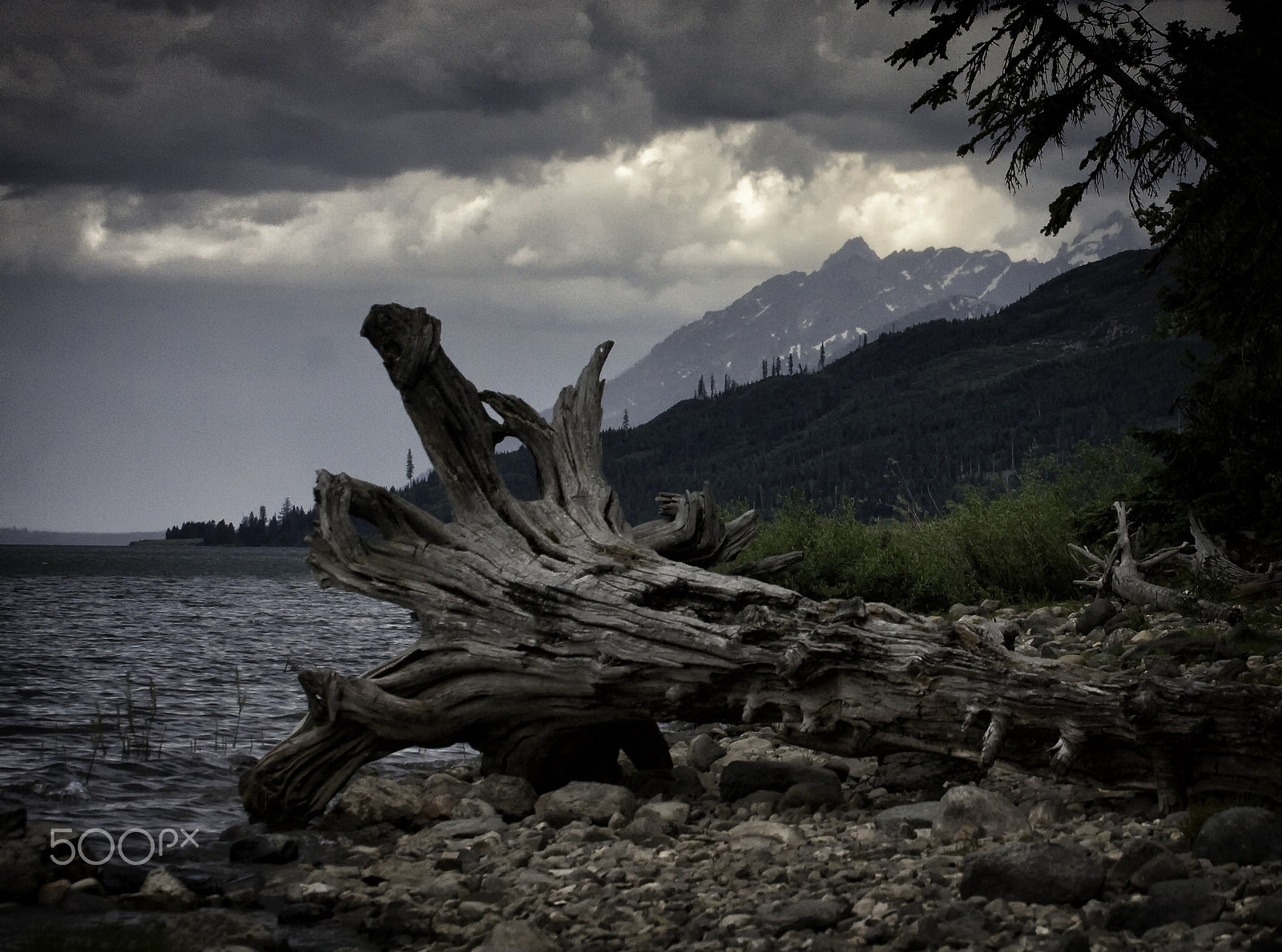 Canon EOS 40D sample photo. Old tree stump, jackson lake, wyoming photography