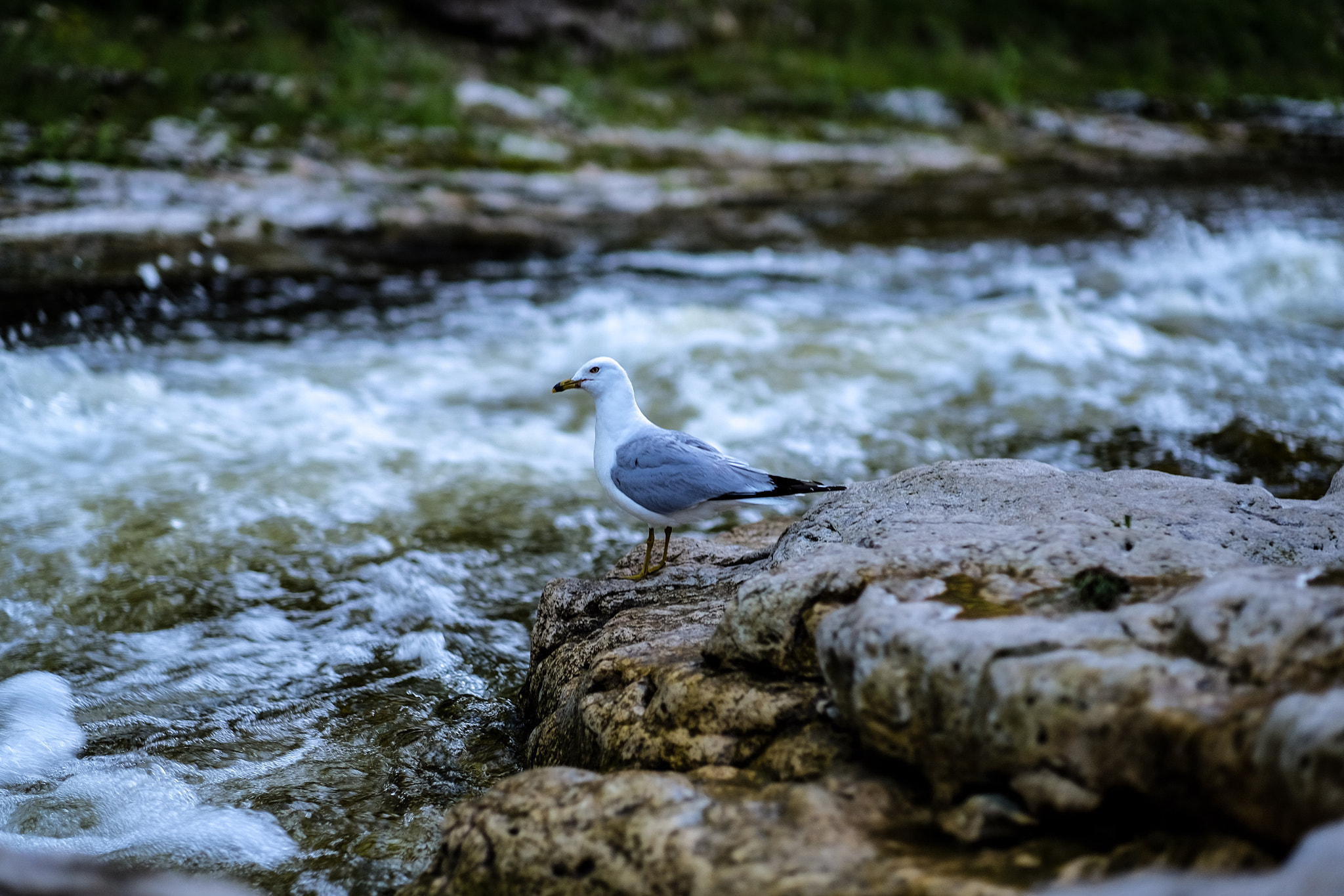 Fujifilm X-T10 + Fujifilm XF 56mm F1.2 R APD sample photo. Fishing for dinner photography