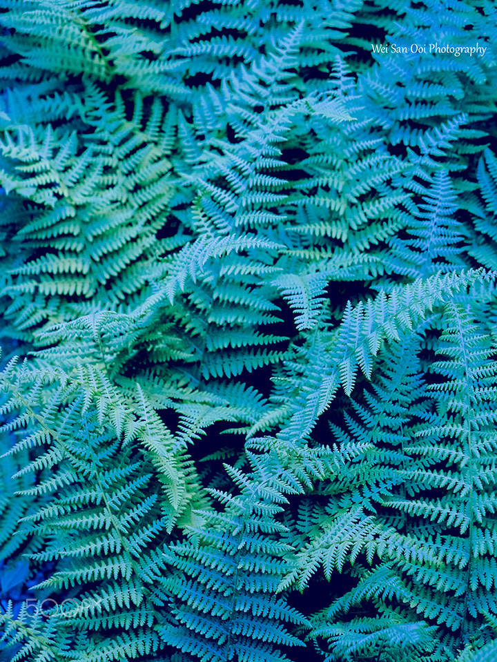 Ferns 02