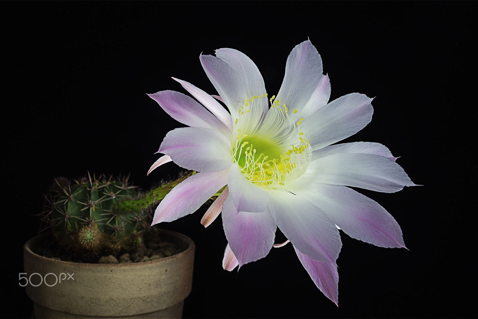 Sony Alpha a99 sample photo. Echinopsis leda photography