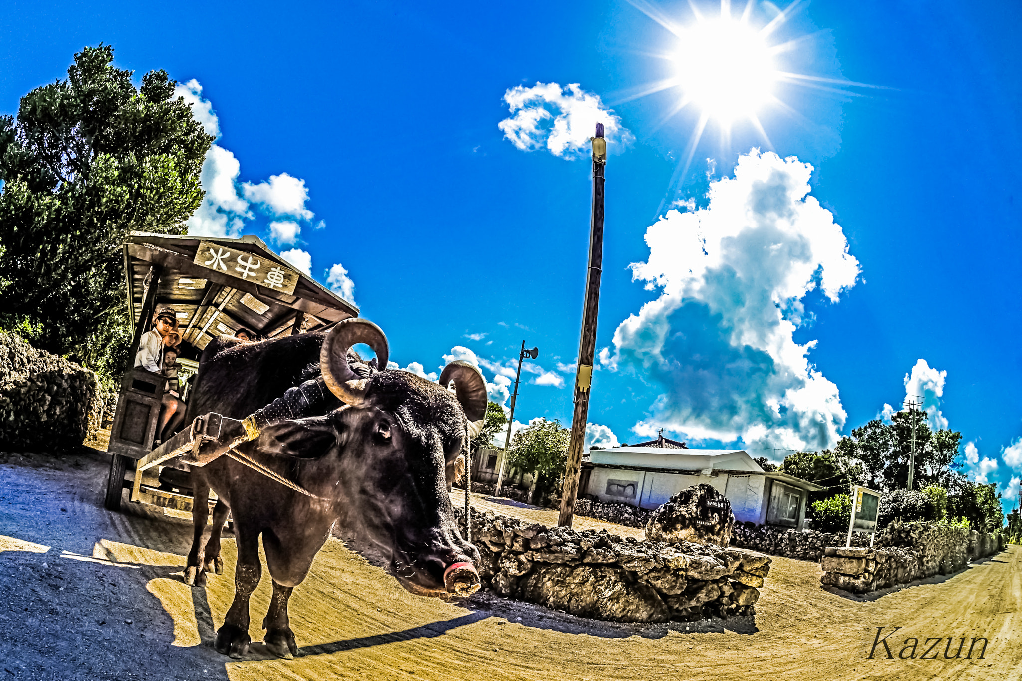 Sony a7S II + Sony 16mm F2.8 Fisheye sample photo. Bullock cart! photography