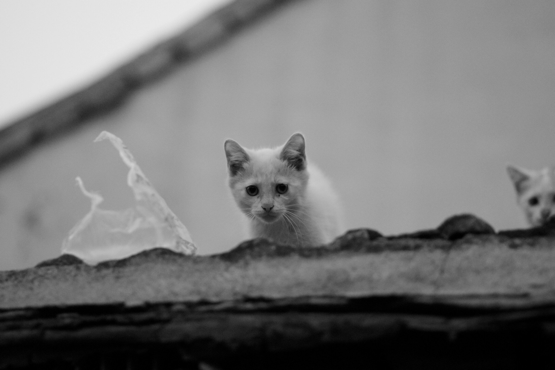 Canon EF 85mm F1.8 USM sample photo