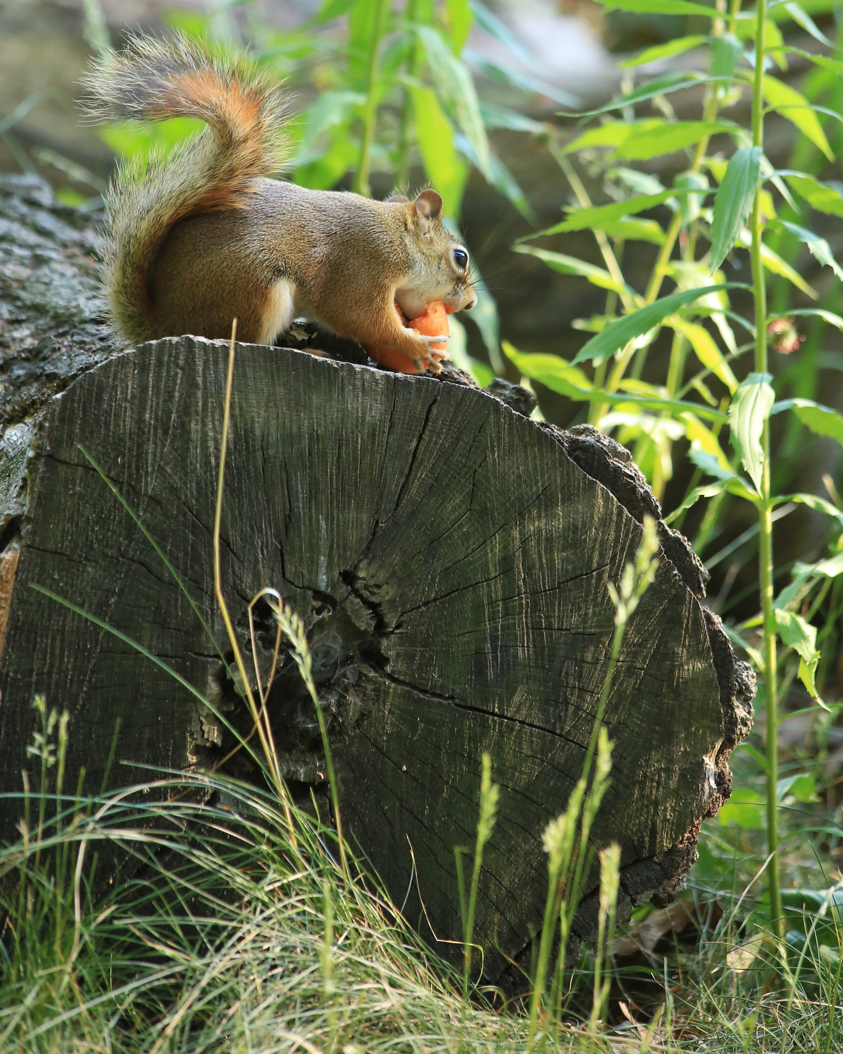 Canon EF 70-300mm F4-5.6 IS USM sample photo