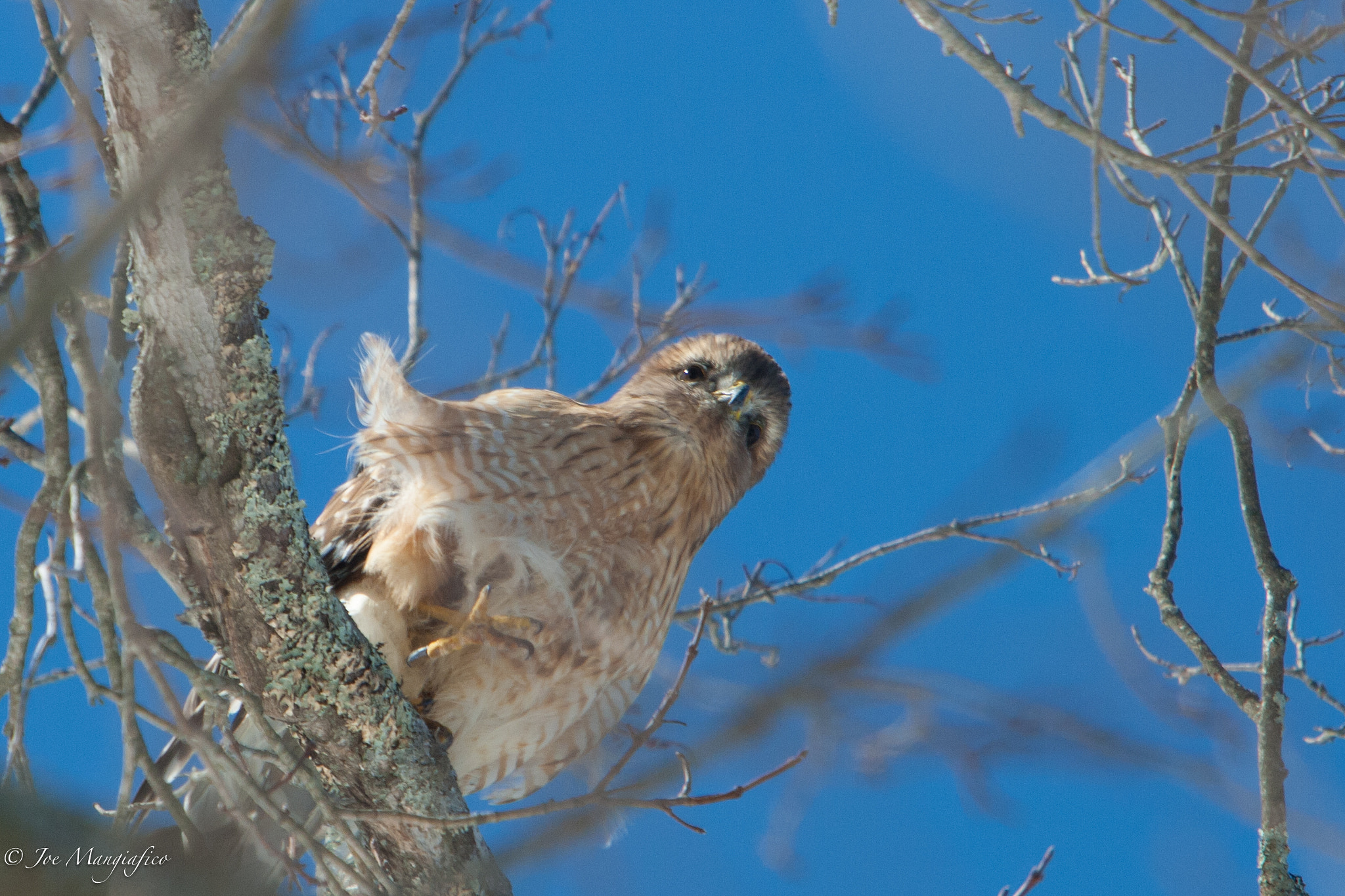 Canon EF 70-200mm F2.8L USM sample photo. Hawk photography