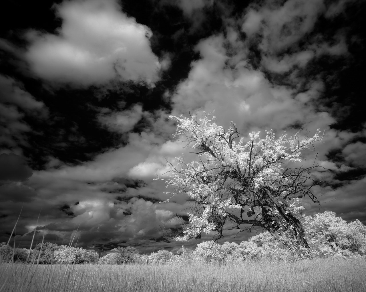 Sony a7R + Canon EF 17-40mm F4L USM sample photo. White rock lake in infrared, dallas, texas photography