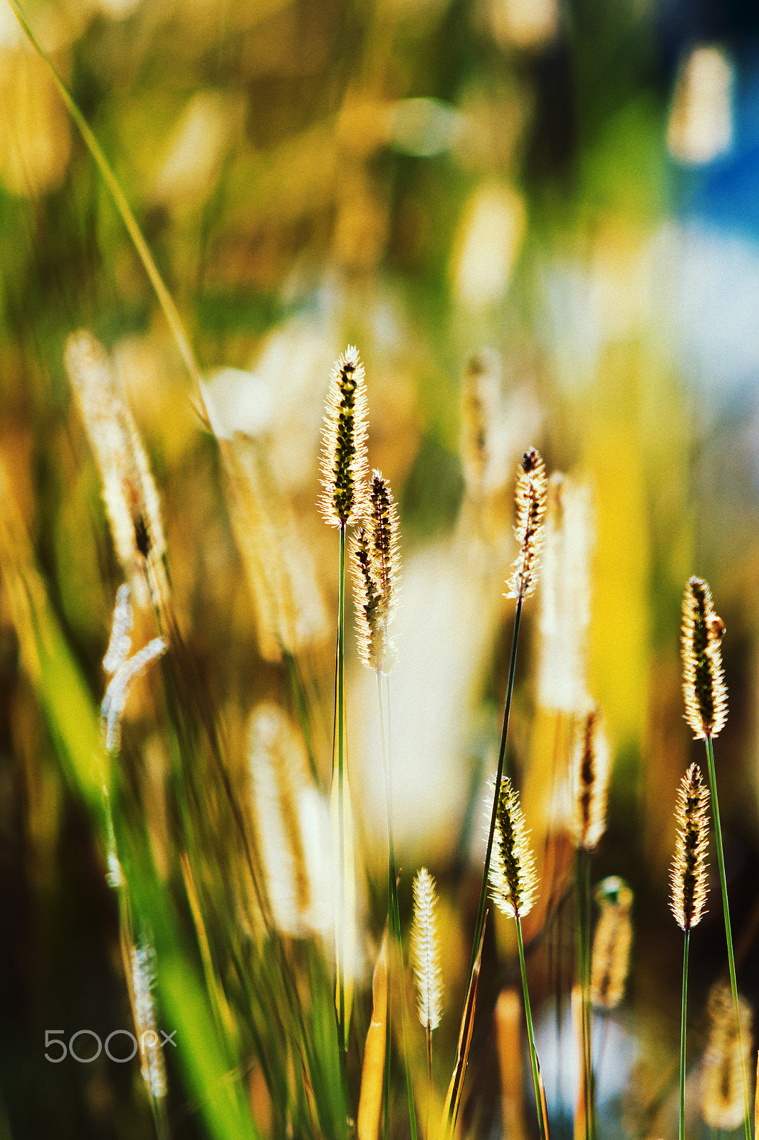 70-200mm F2.8 sample photo. All is about the light... photography