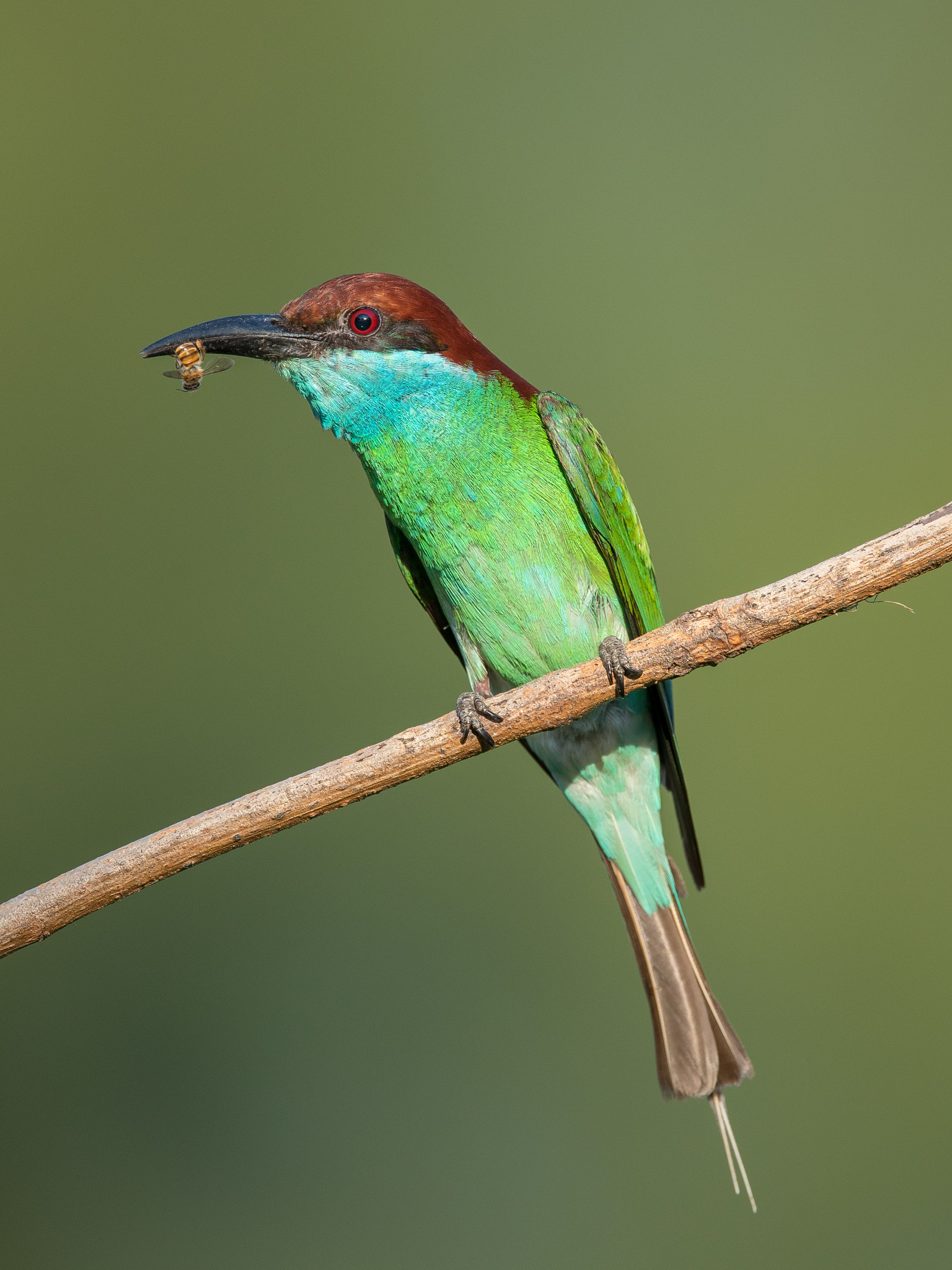 Nikon AF-S Nikkor 600mm F4E FL ED VR sample photo. Blue-throated bee-eater photography