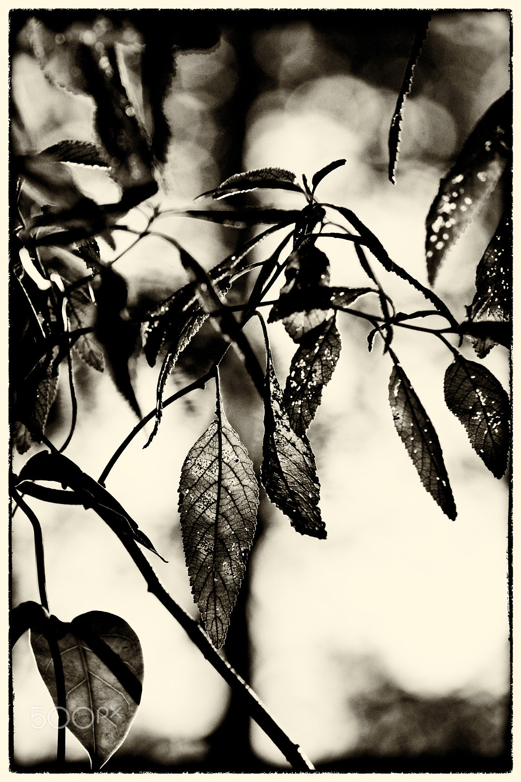 70-200mm F2.8 sample photo. In the nature... photography