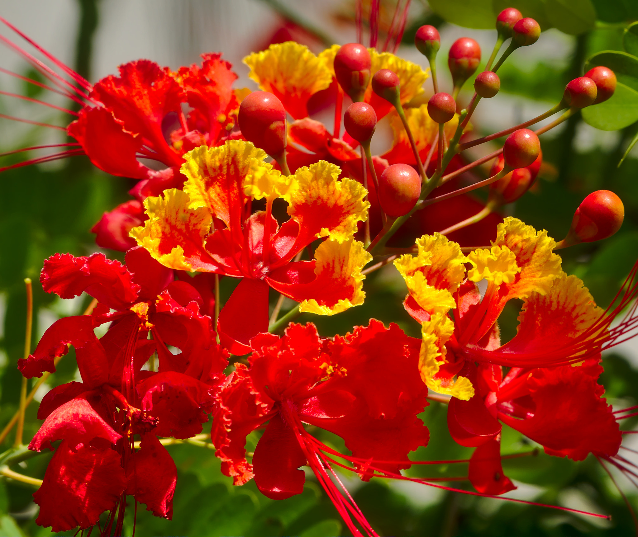 Manual Lens No CPU sample photo. Mexican bird of paradise photography