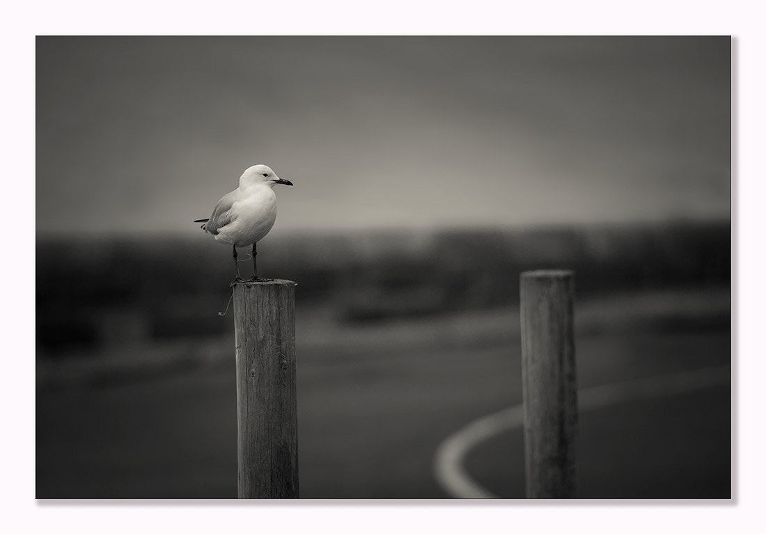 Canon EF 200mm F2.8L II USM sample photo. Queens cliff, victoria photography