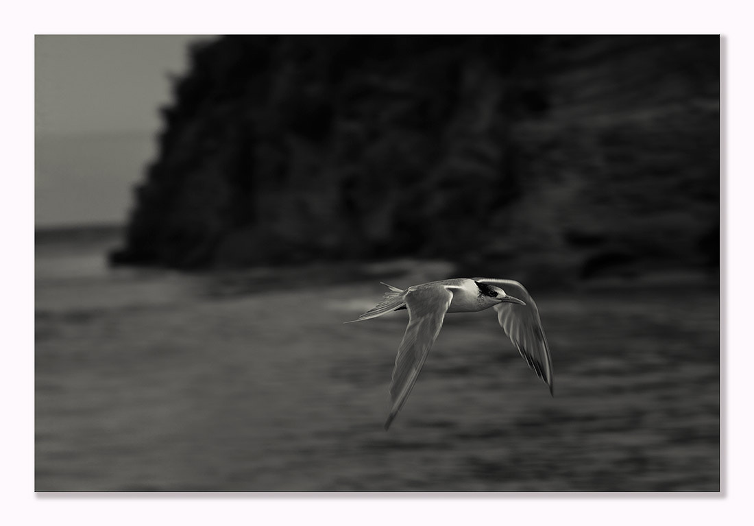 Canon EF 200mm F2.8L II USM sample photo. Queens cliff, victoria photography