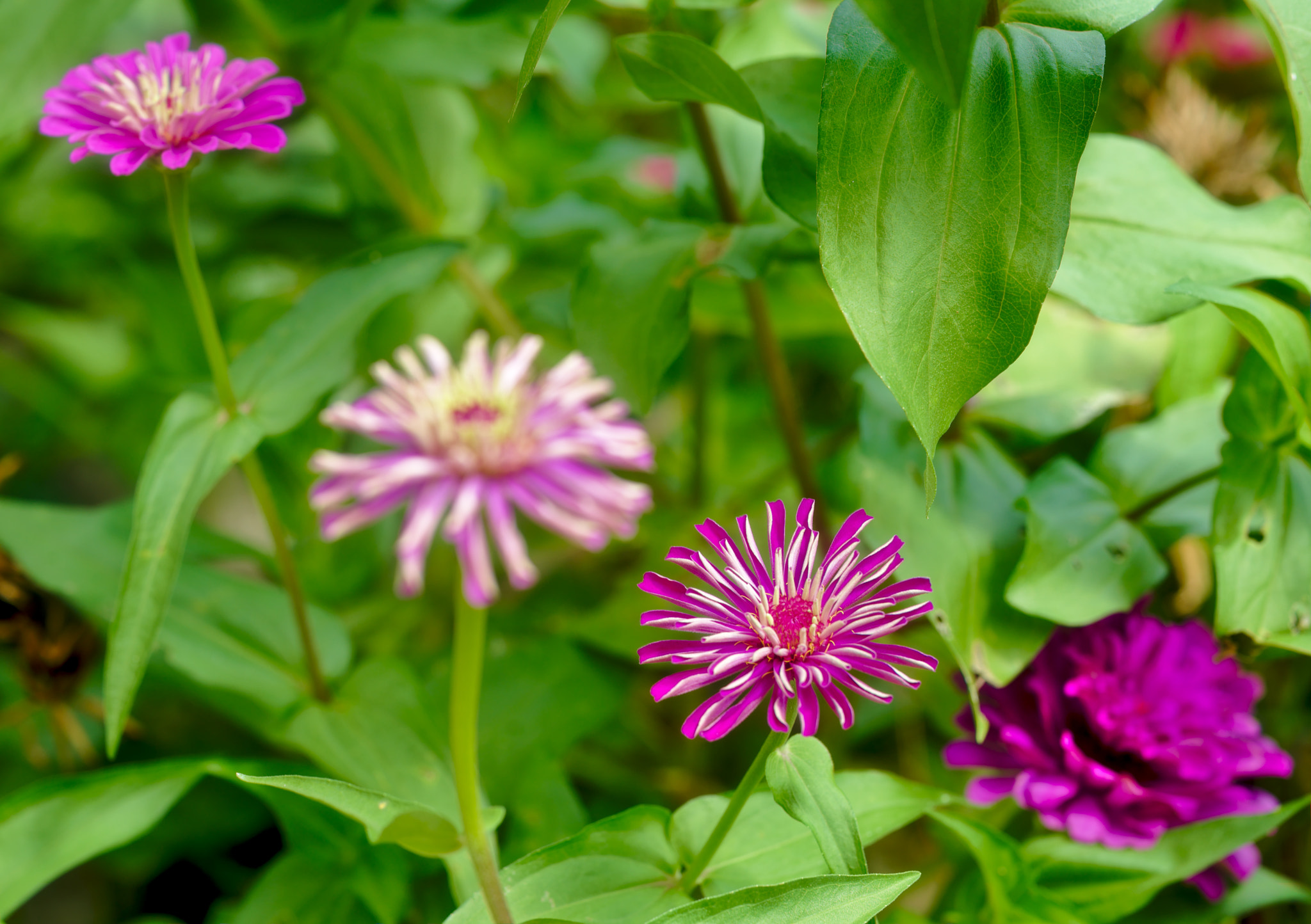 Nikon D810 + Manual Lens No CPU sample photo. Purple and white zinnia photography