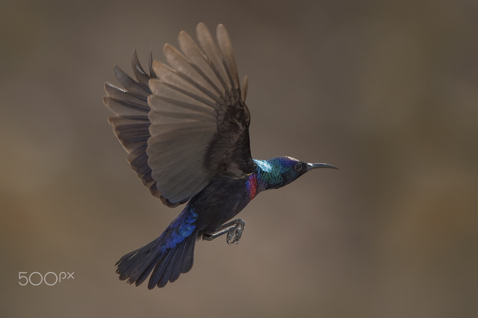 Nikon D4S sample photo. Shining sunbird 1 photography