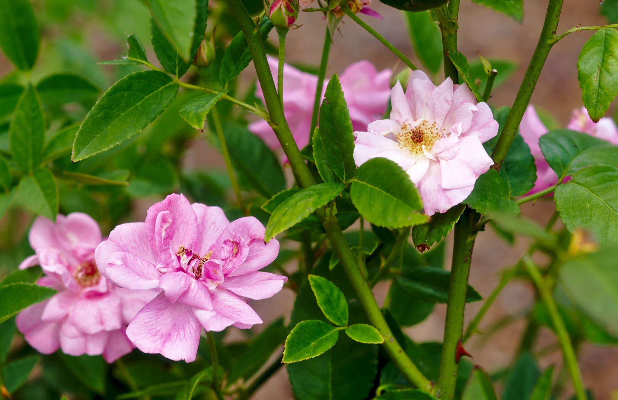 Manual Lens No CPU sample photo. "natchitoches noisette" -  a hybrid rose photography