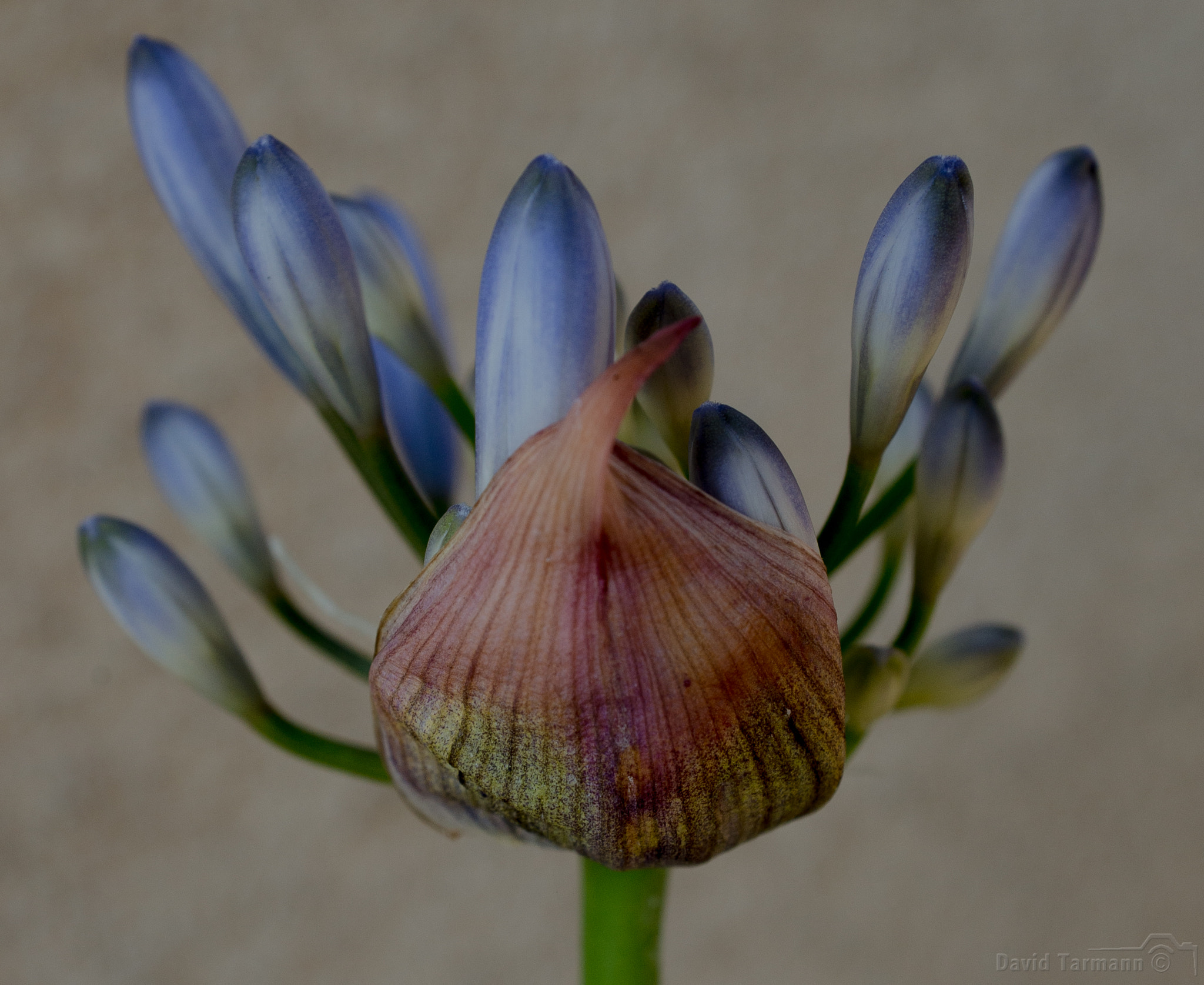 AF Zoom-Nikkor 28-85mm f/3.5-4.5 sample photo. Blooming photography