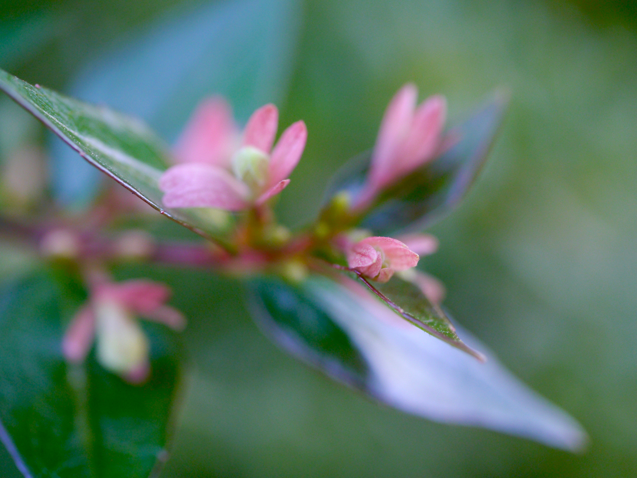 Panasonic Lumix G Macro 30mm F2.8 ASPH Mega OIS sample photo. Vent de fleur photography