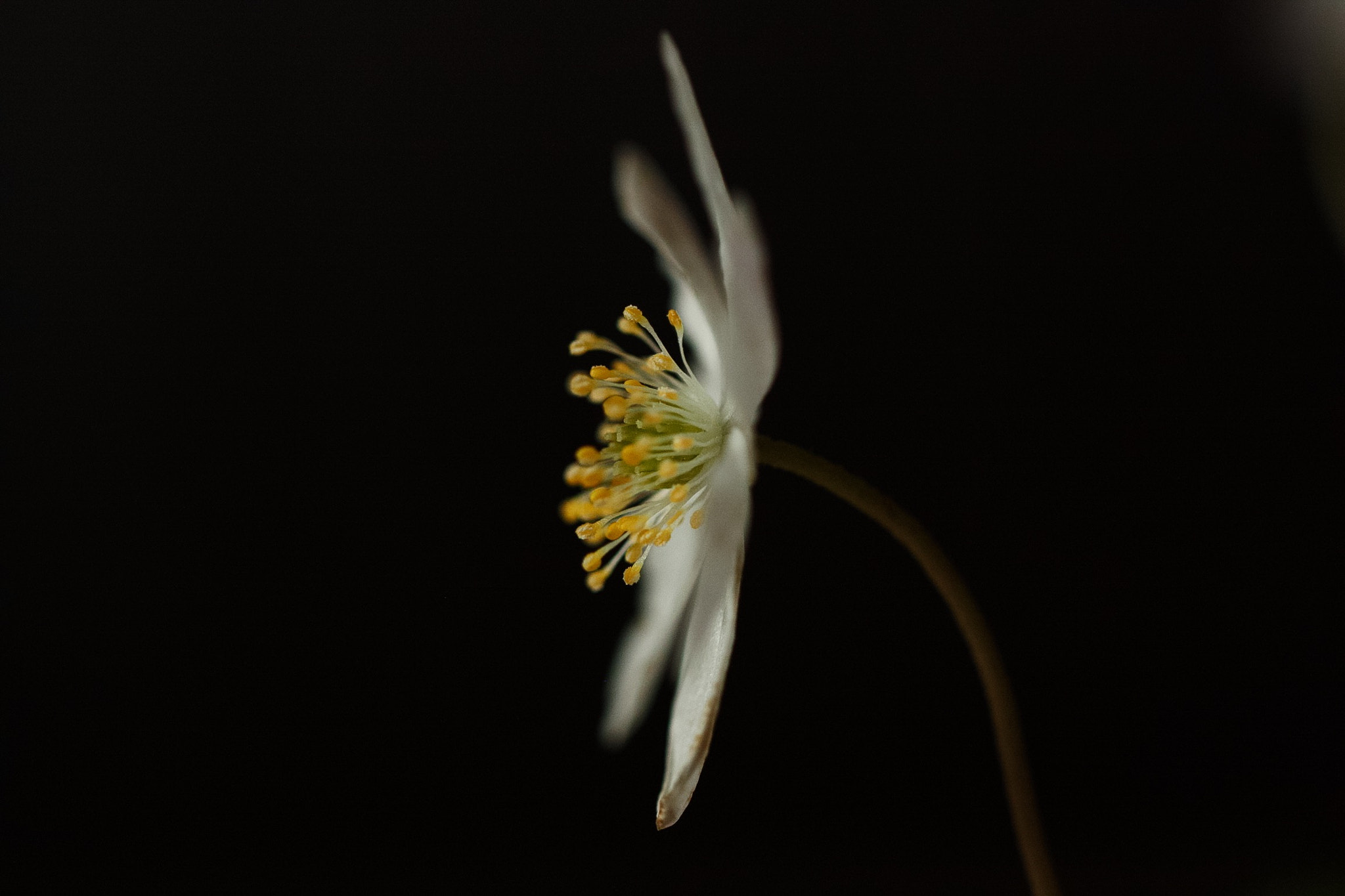 Canon EOS 450D (EOS Rebel XSi / EOS Kiss X2) + Canon EF 100mm F2.8L Macro IS USM sample photo. Silhouette of anemone. photography