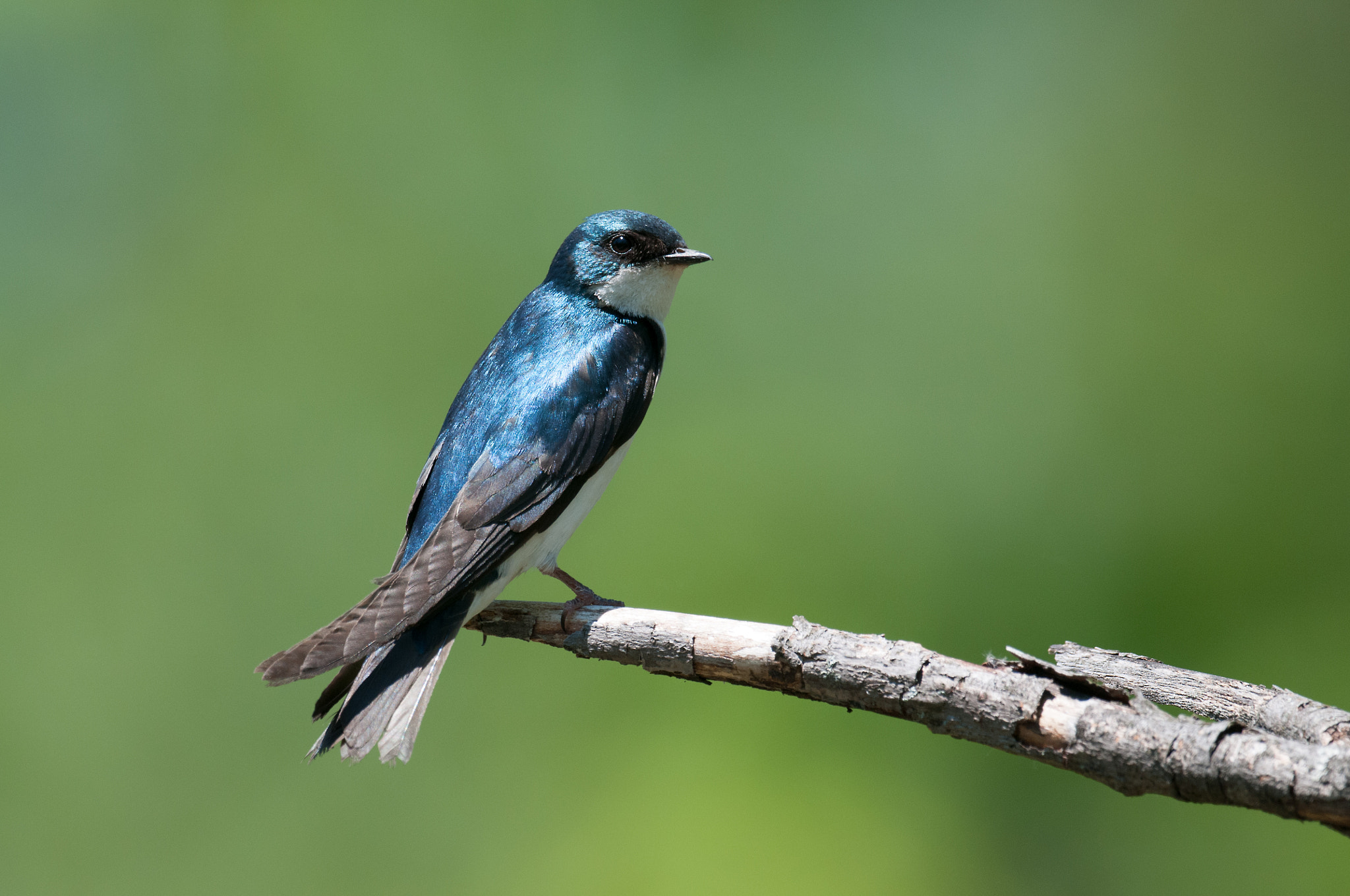 Nikon AF-S Nikkor 800mm F5.6E FL ED VR sample photo. Hirondelle bicolore, tachycineta bicolor tachycineta, tree swall photography
