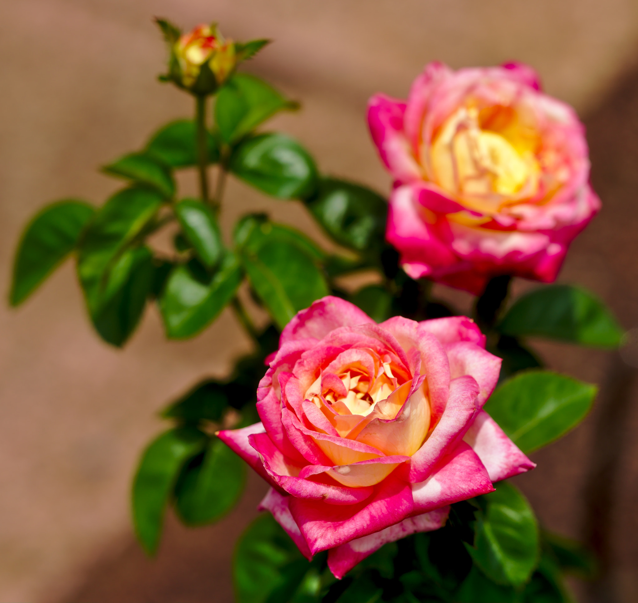 Manual Lens No CPU sample photo. "cherry parfait" - a hybrid tea rose photography