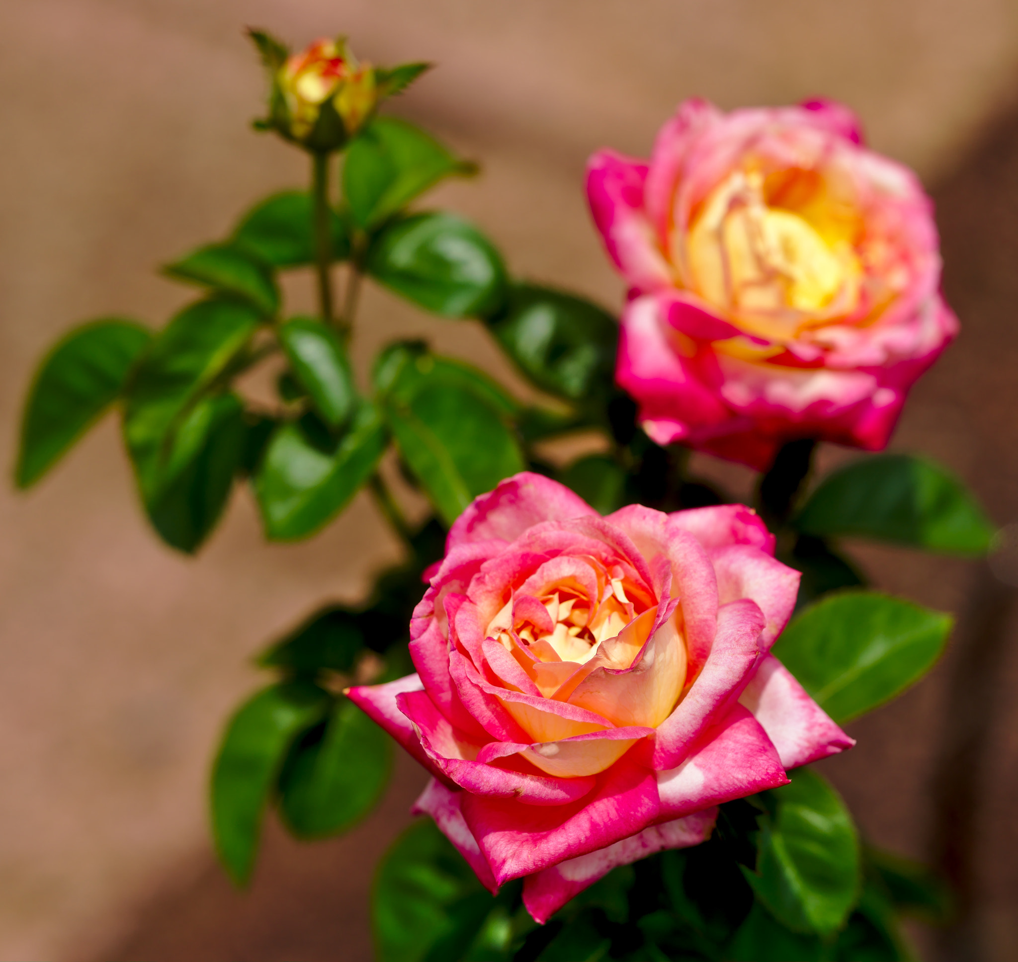 Nikon D810 + Manual Lens No CPU sample photo. "cherry parfait" - a hybrid tea rose photography