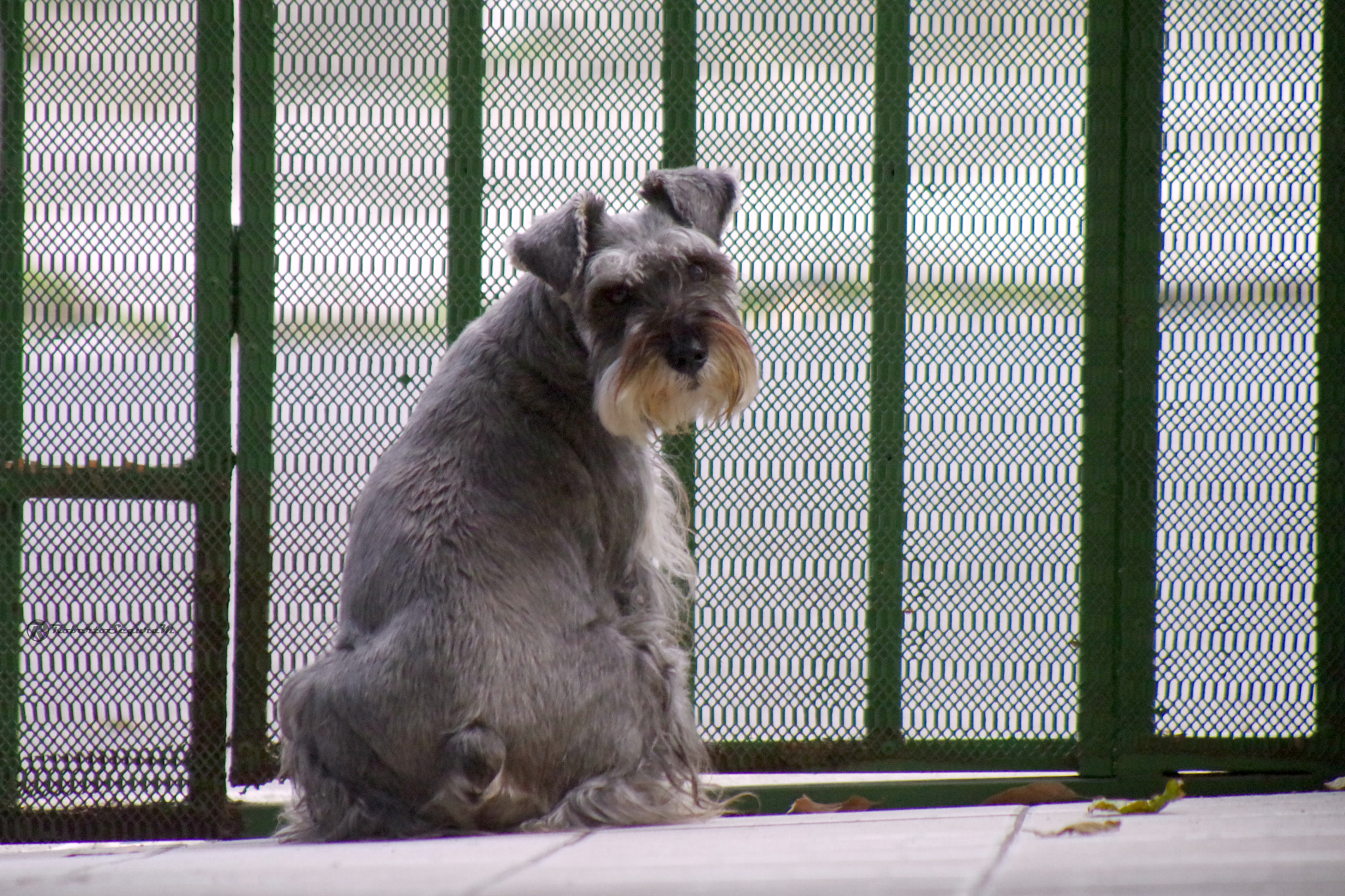 smc PENTAX-FA 80-320mm F4.5-5.6 sample photo. Please... open the door photography