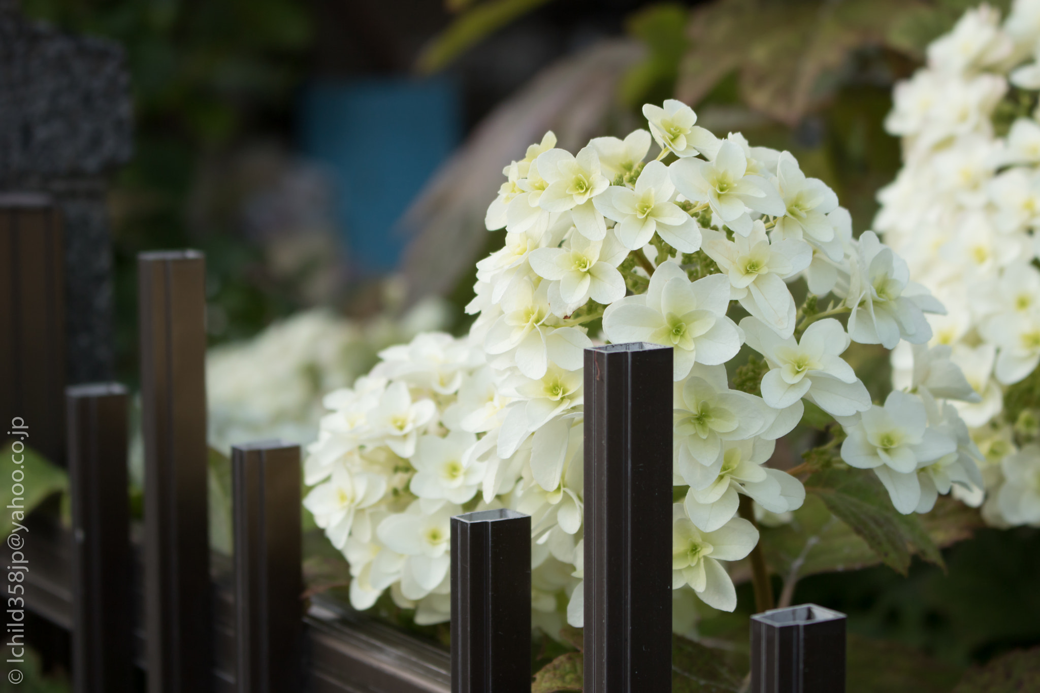 Canon EOS 760D (EOS Rebel T6s / EOS 8000D) sample photo. Flowers inside the fence photography