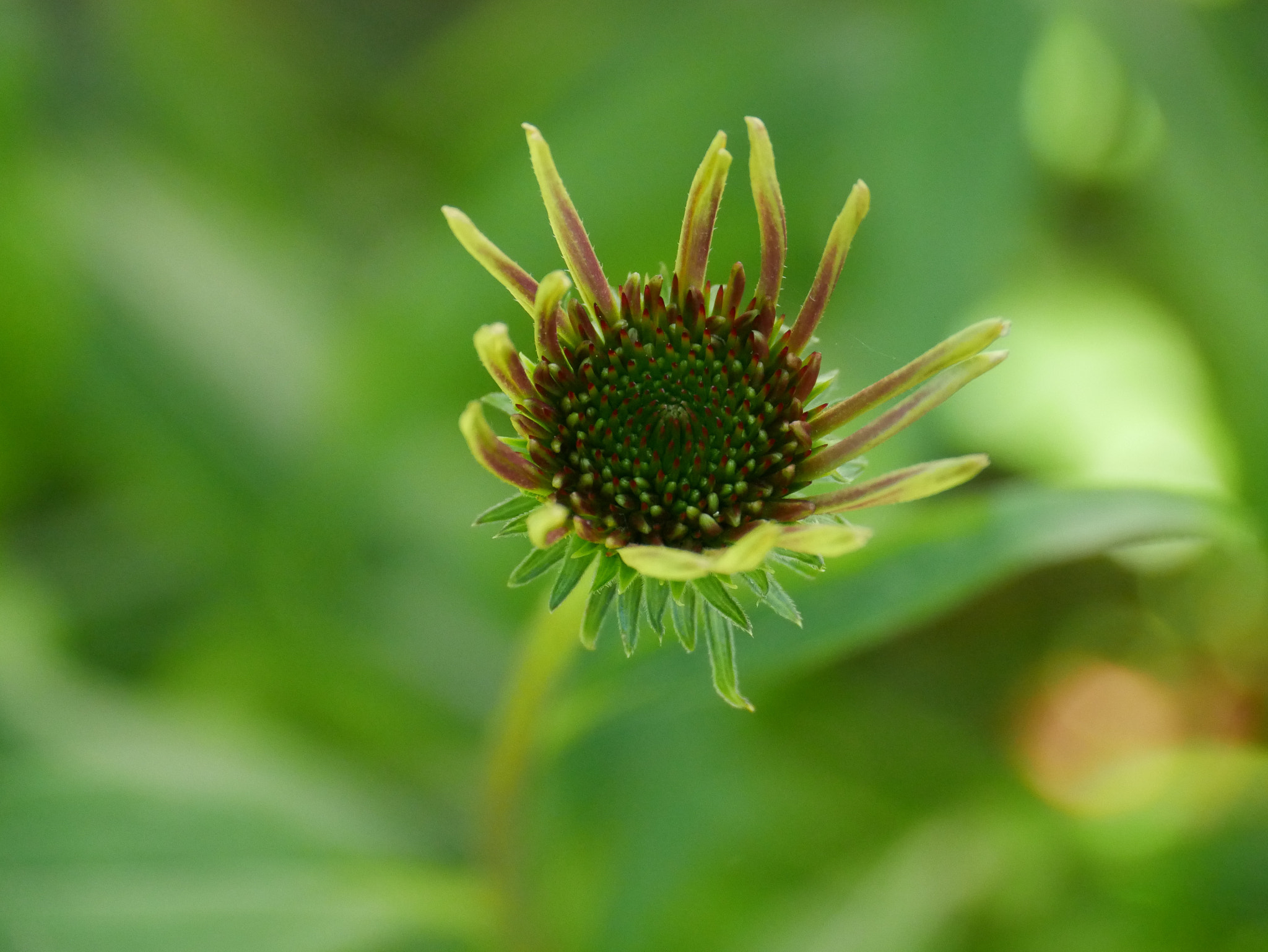 Panasonic DMC-G70 sample photo. Et demain comment serais je? photography