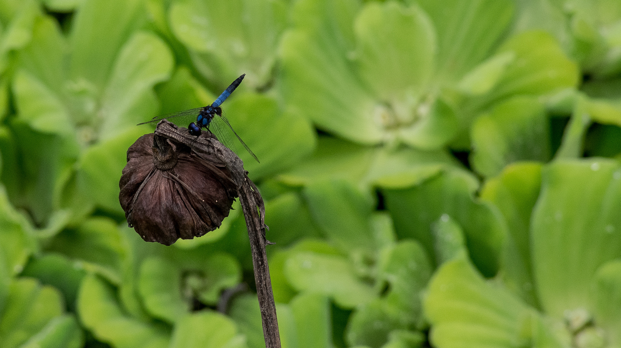 Sony SLT-A33 + Sony DT 55-200mm F4-5.6 SAM sample photo. Dragonfly perched on lotus photography
