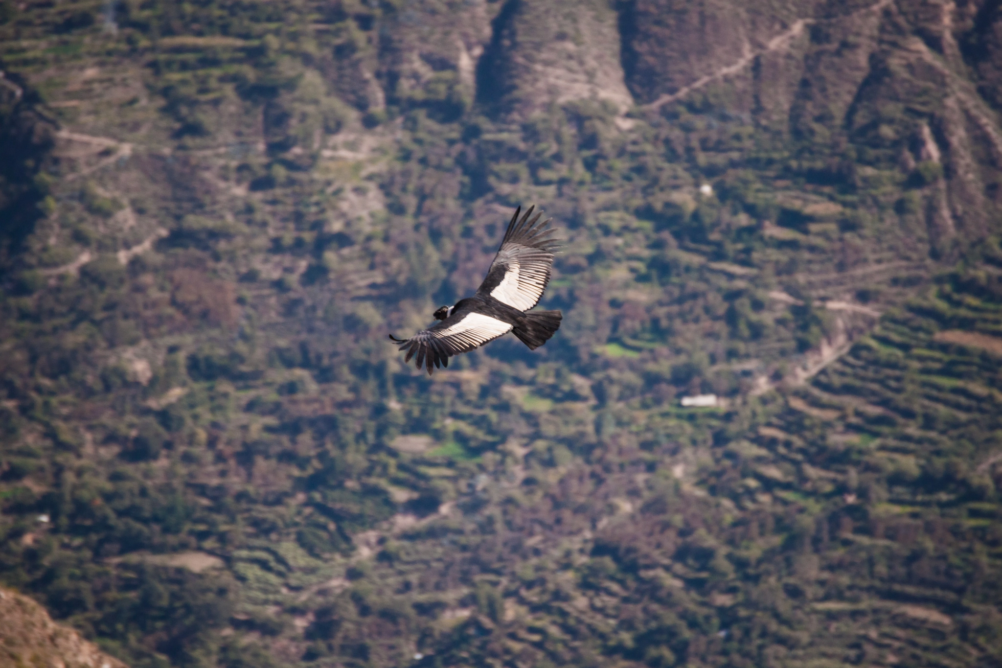 Sony 70-300mm F4.5-5.6 G SSM sample photo. Condor photography
