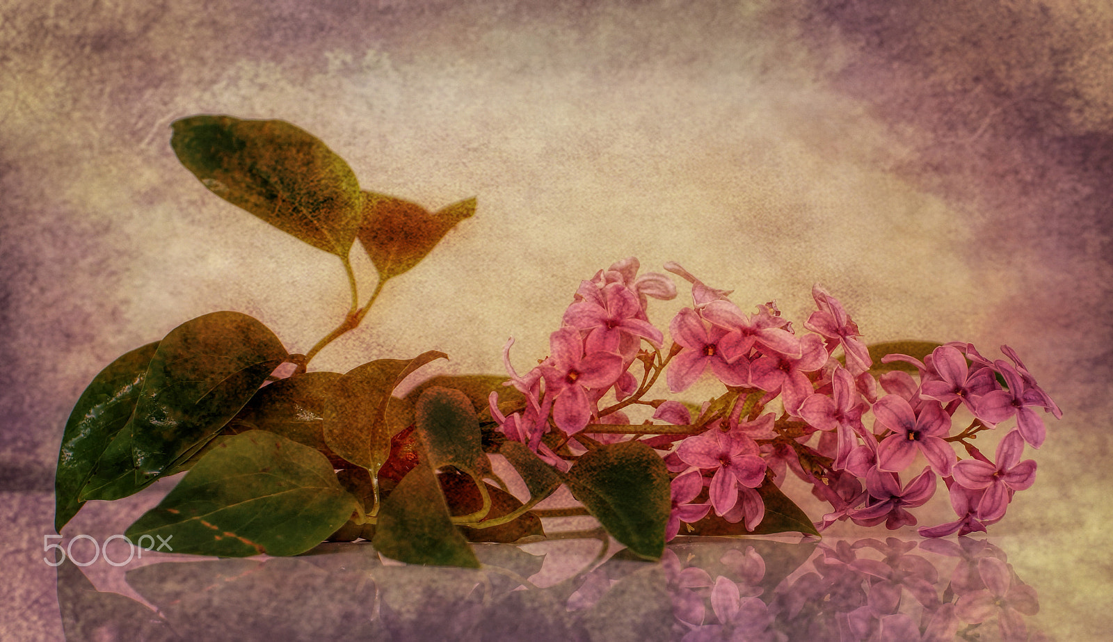 Tamron SP 70-300mm F4-5.6 Di USD sample photo. .....lilac..... photography