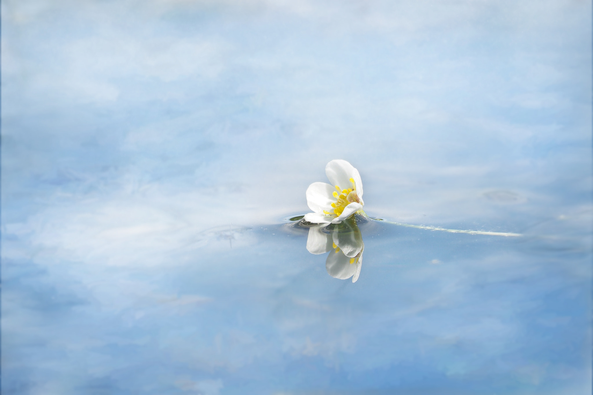 Olympus OM-D E-M10 sample photo. Wee water lily photography