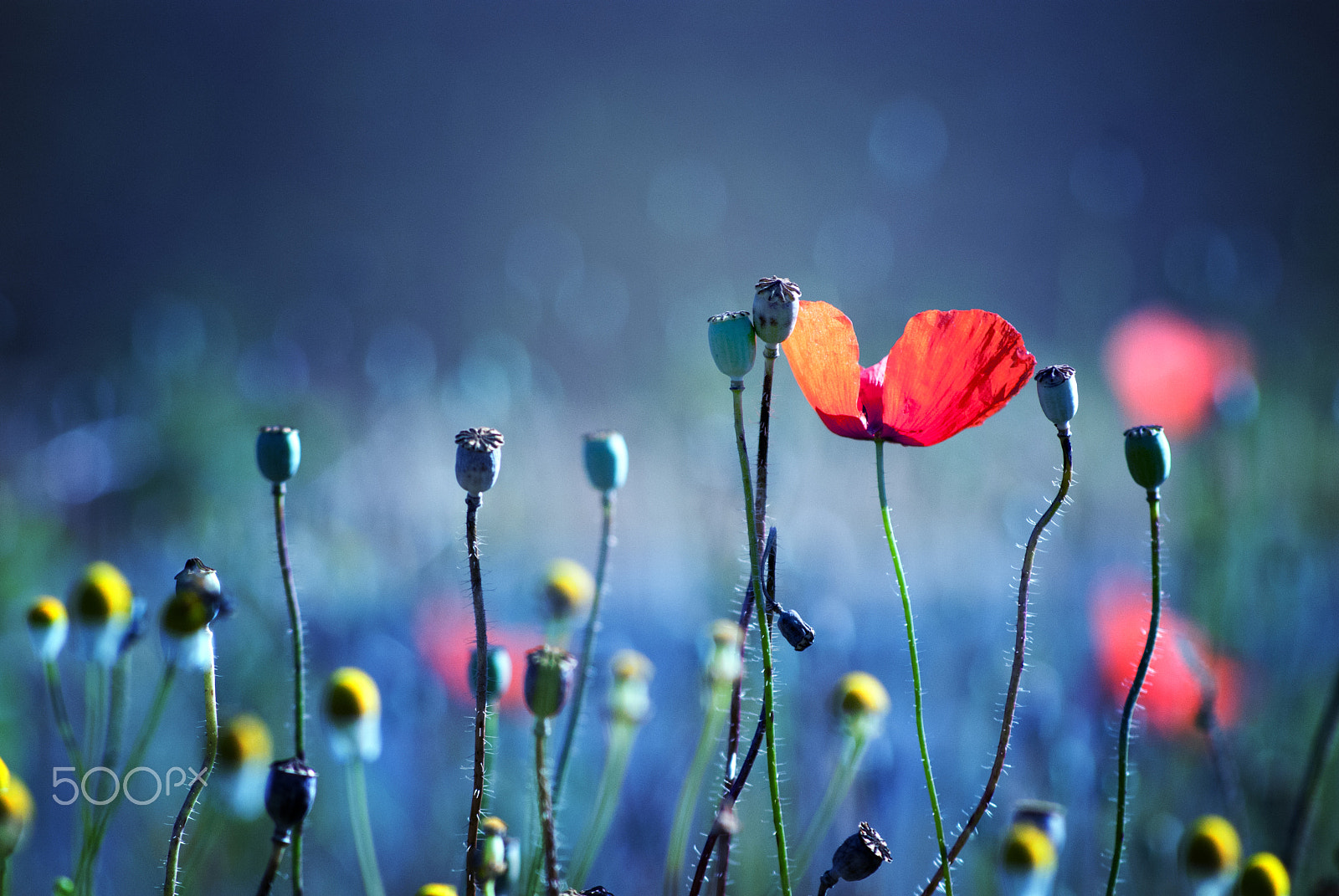 Nikon D80 + AF Nikkor 70-210mm f/4-5.6 sample photo. Le dernier des coquelicots photography