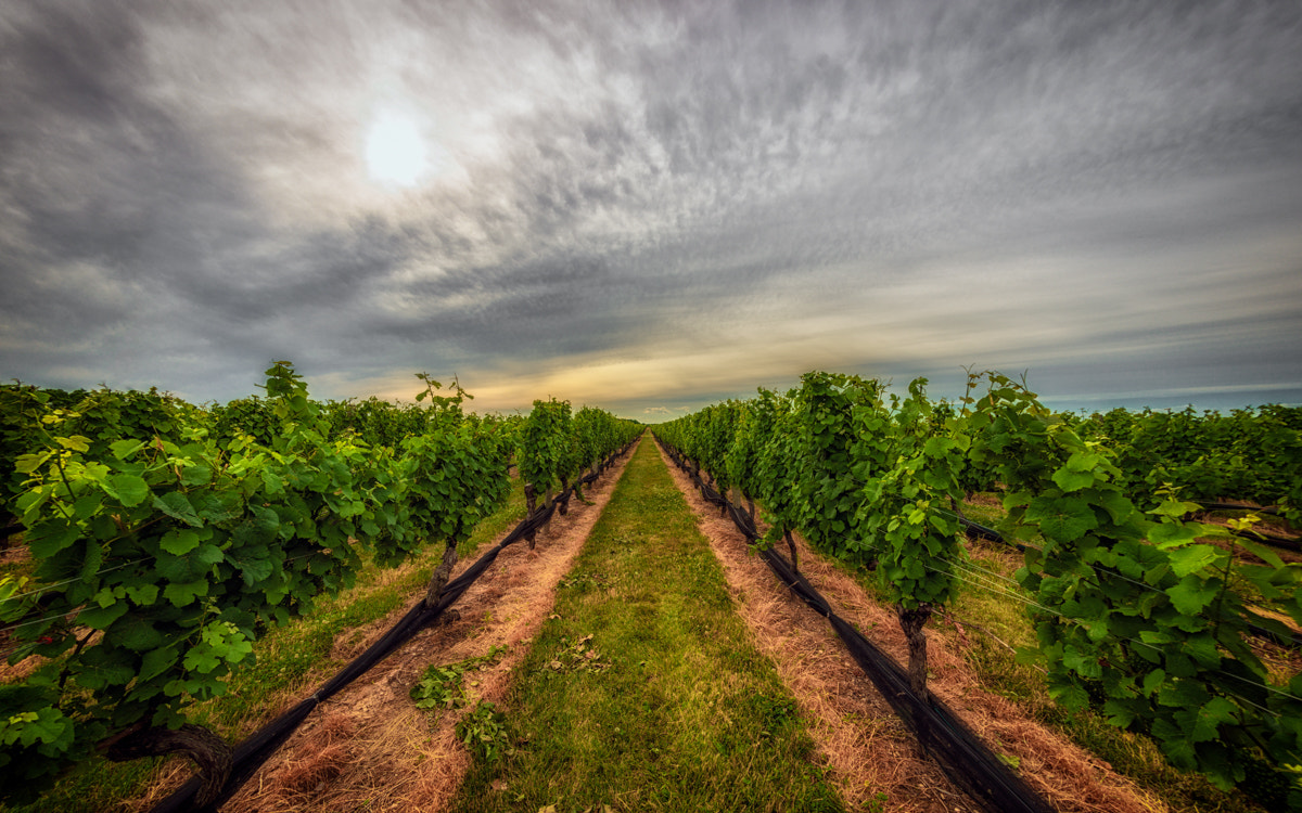 Nikon D800 + Nikon AF Fisheye-Nikkor 16mm F2.8D sample photo. Pindar winery photography